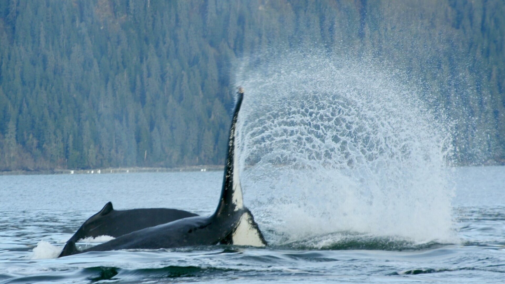 A whale tail breaching in the water with a forested hillside behind