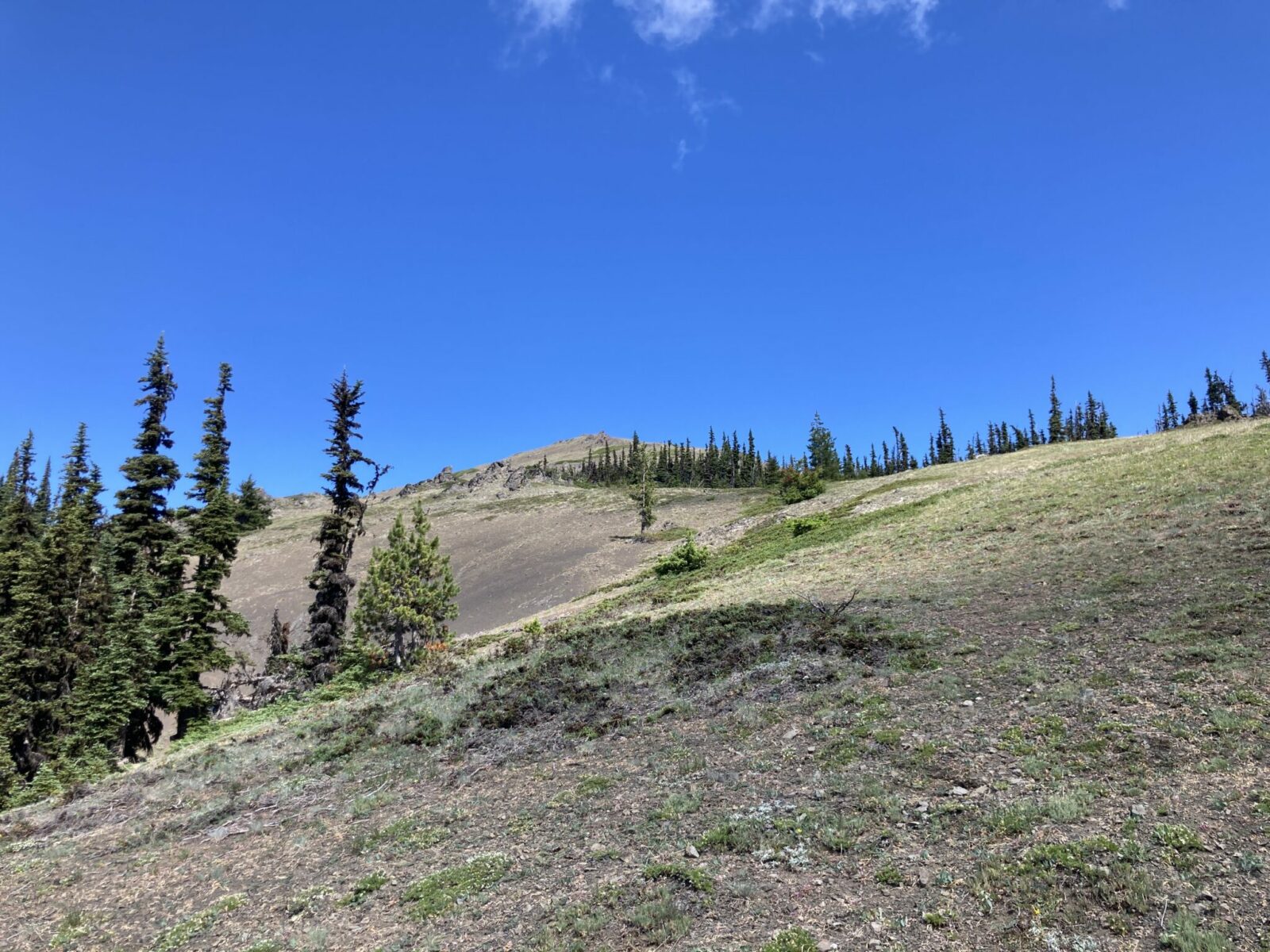 a dry meadow with a bit of grass and a few evergreen trees looking up towards a rocky summit on a sunny day