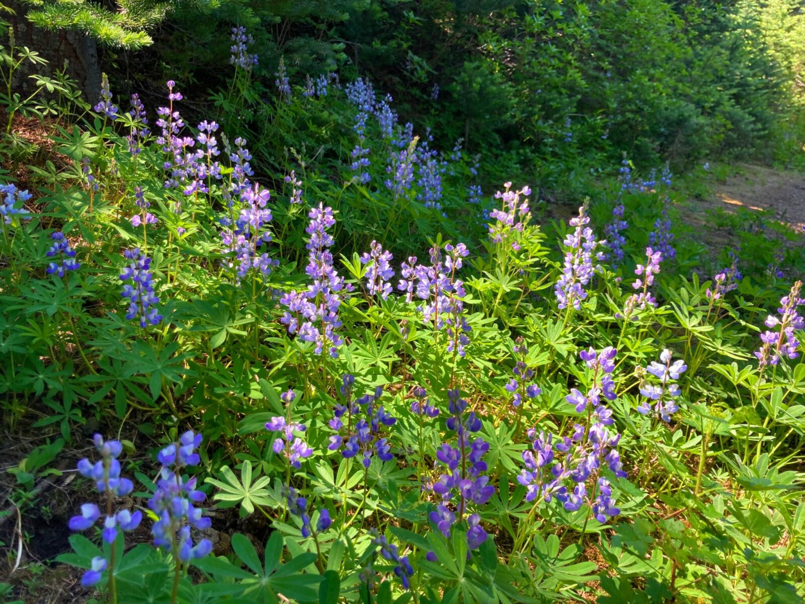 a field of purple wildflowers in a forest along a trail