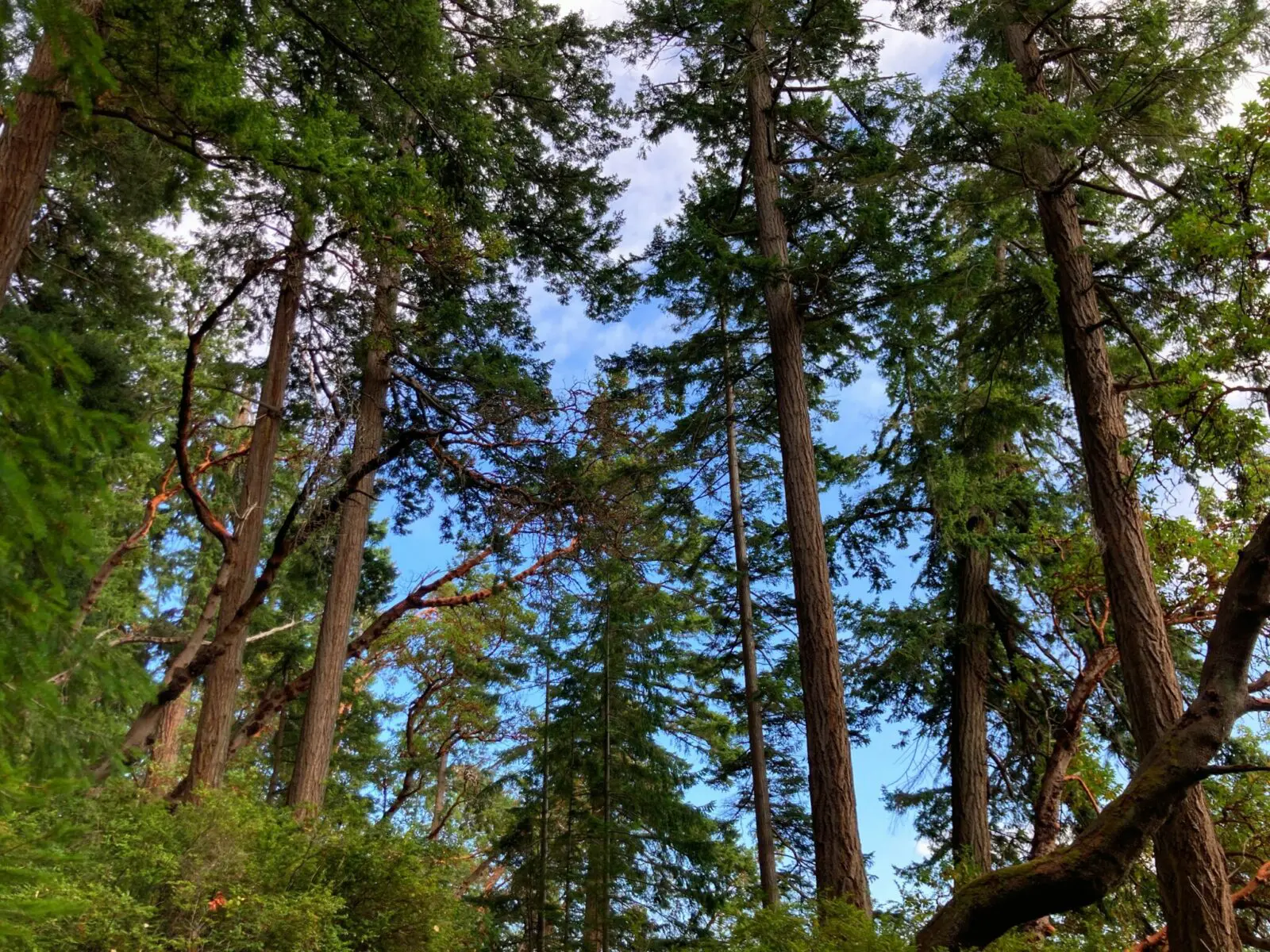 Different types of evergreen trees along a trail on a sunny day