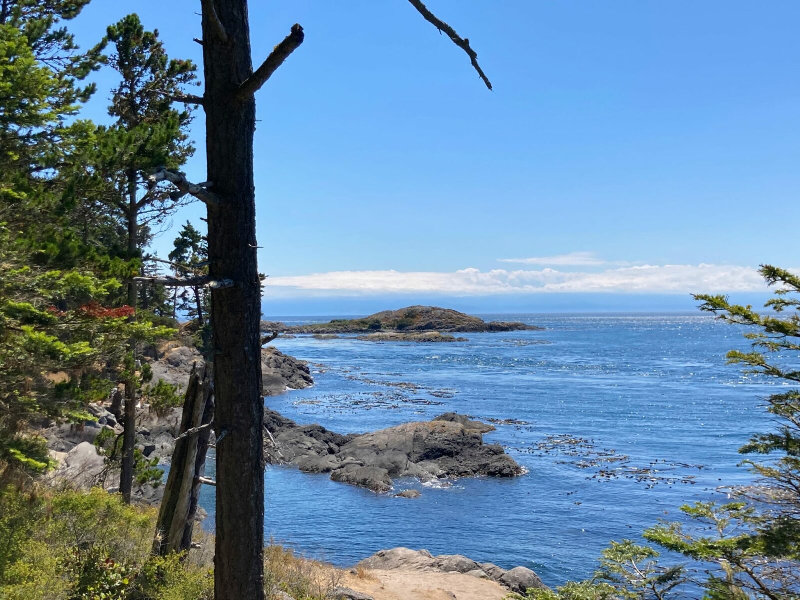 A favorite thing to do on Lopez Island is to hike to the edge of shark reef. There are trees in the foreground and brown and gray rocks in the water with lots of kelp. There are a few clouds in the distance