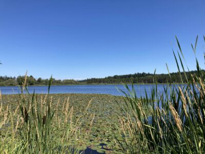 A blue lake with lily pads and cattails in the foreground surrounded by forest on a sunny day.