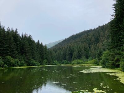 A small lake with green algae in places on top of it is surrounded by evergreen forest on a misty day