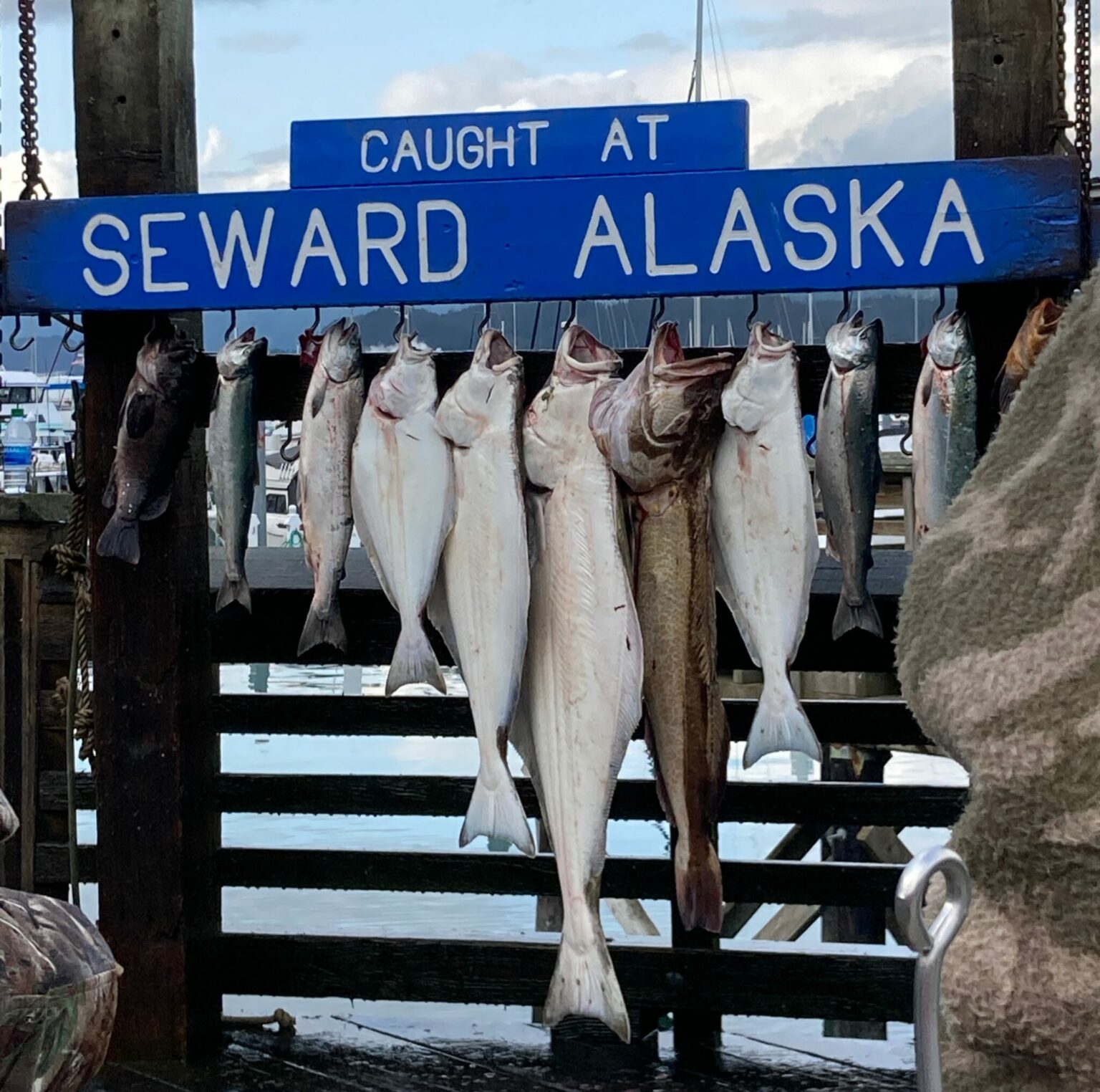 13 Best Things to do in Seward Alaska Ordinary Adventures