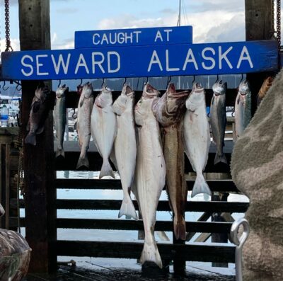 Fish caught during a fishing charter hang from a sign saying "Caught at Seward Alaska" on the dock on a cloudy day