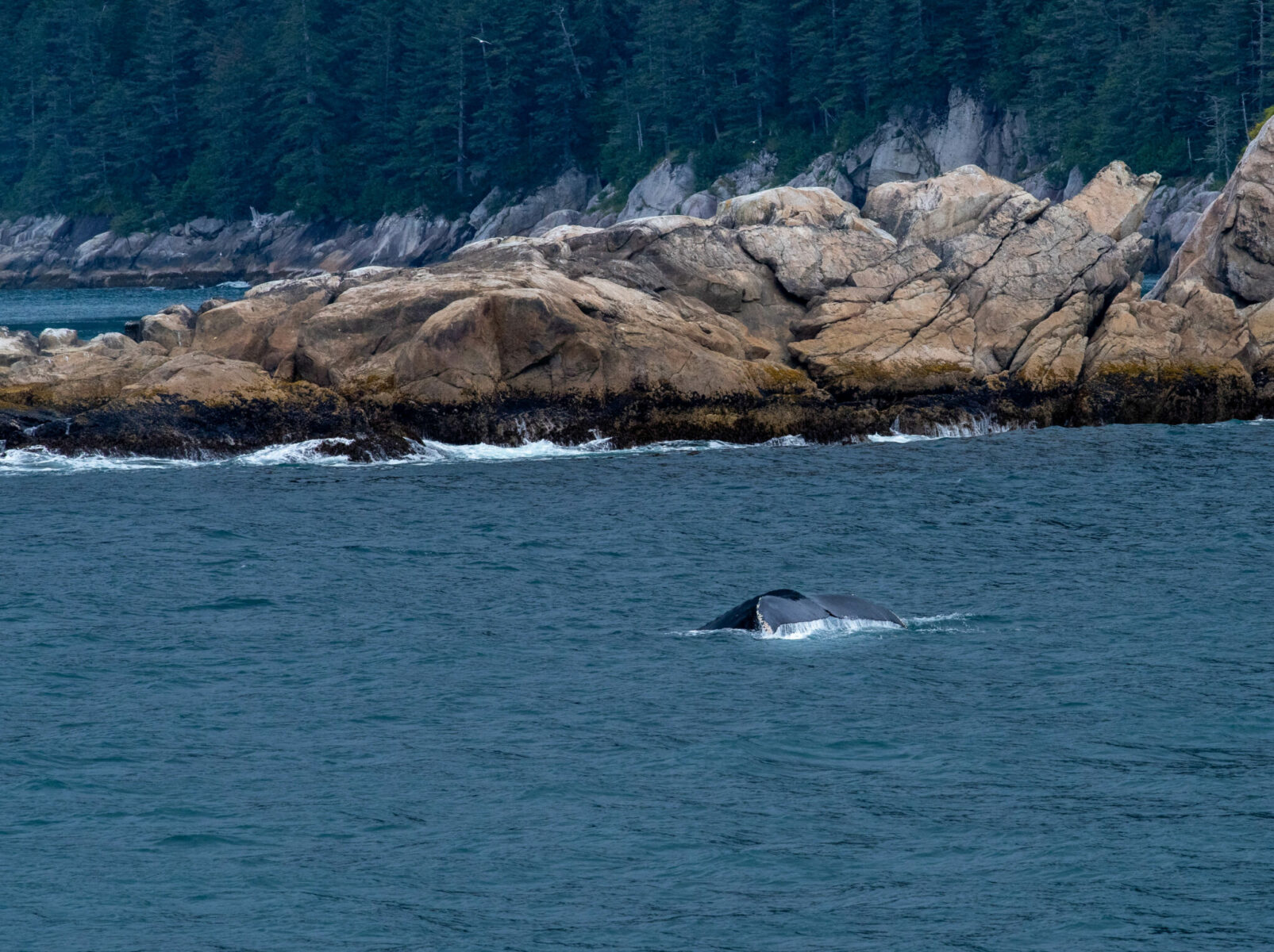 A humpback whale dives near the shore against a rocky headland