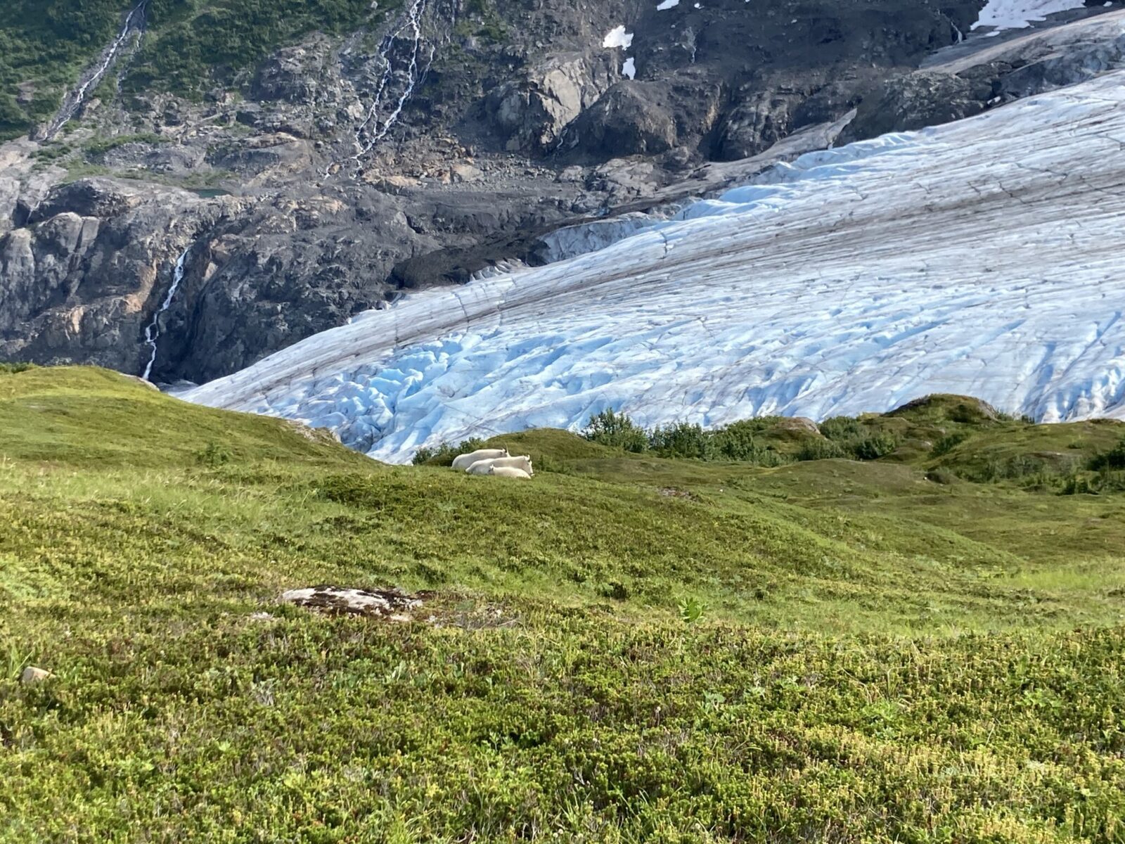 Two adult mountain goats one one baby in a meadow near a glacier