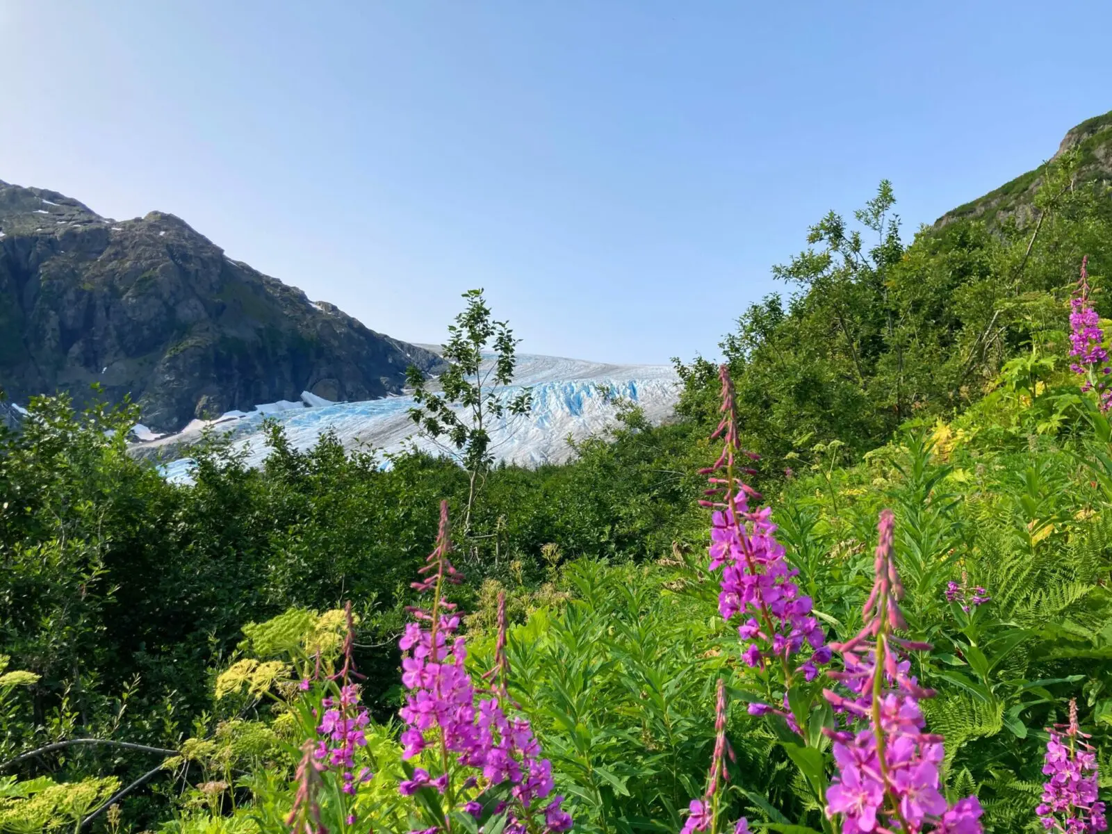 A glacier seen between willow bushes and purple wildflowers on a sunny day