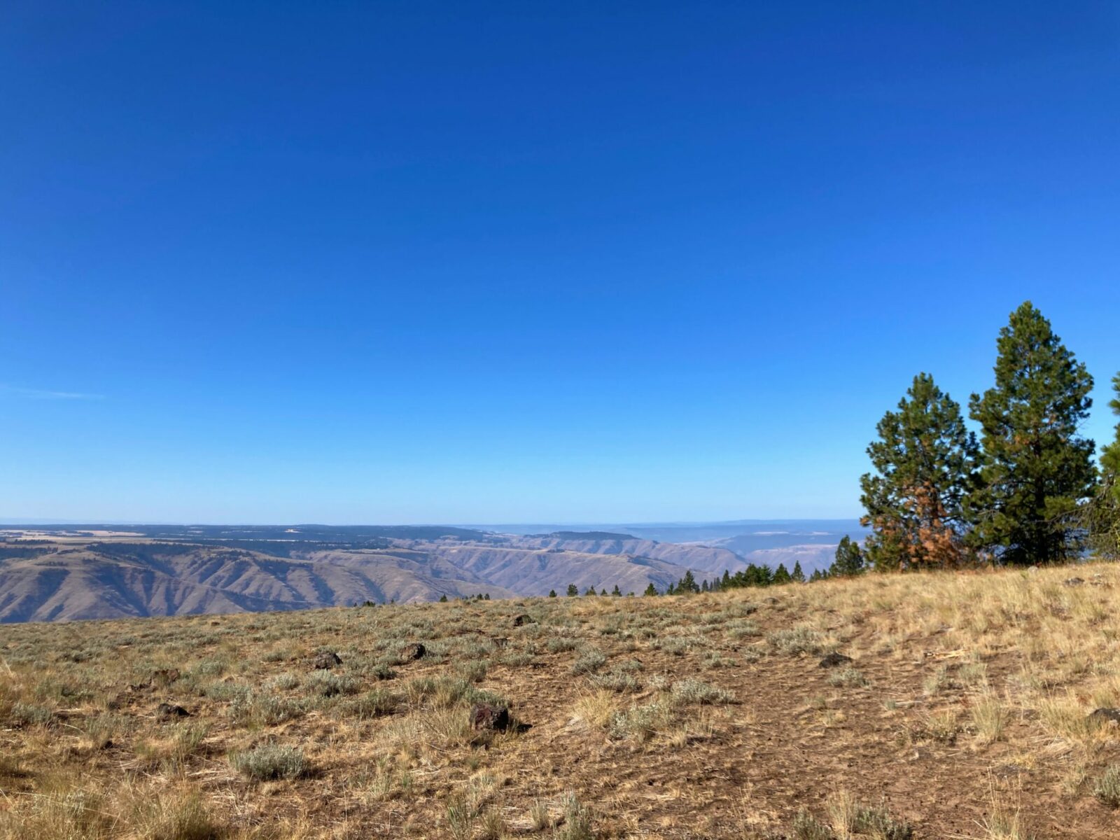 A dry meadow on the summit of Puffer Butte in Fields spring state park. There are a couple of ponderosa pine trees at the edge of the meadow. There are dry mountains and hills with some forest in the distance.