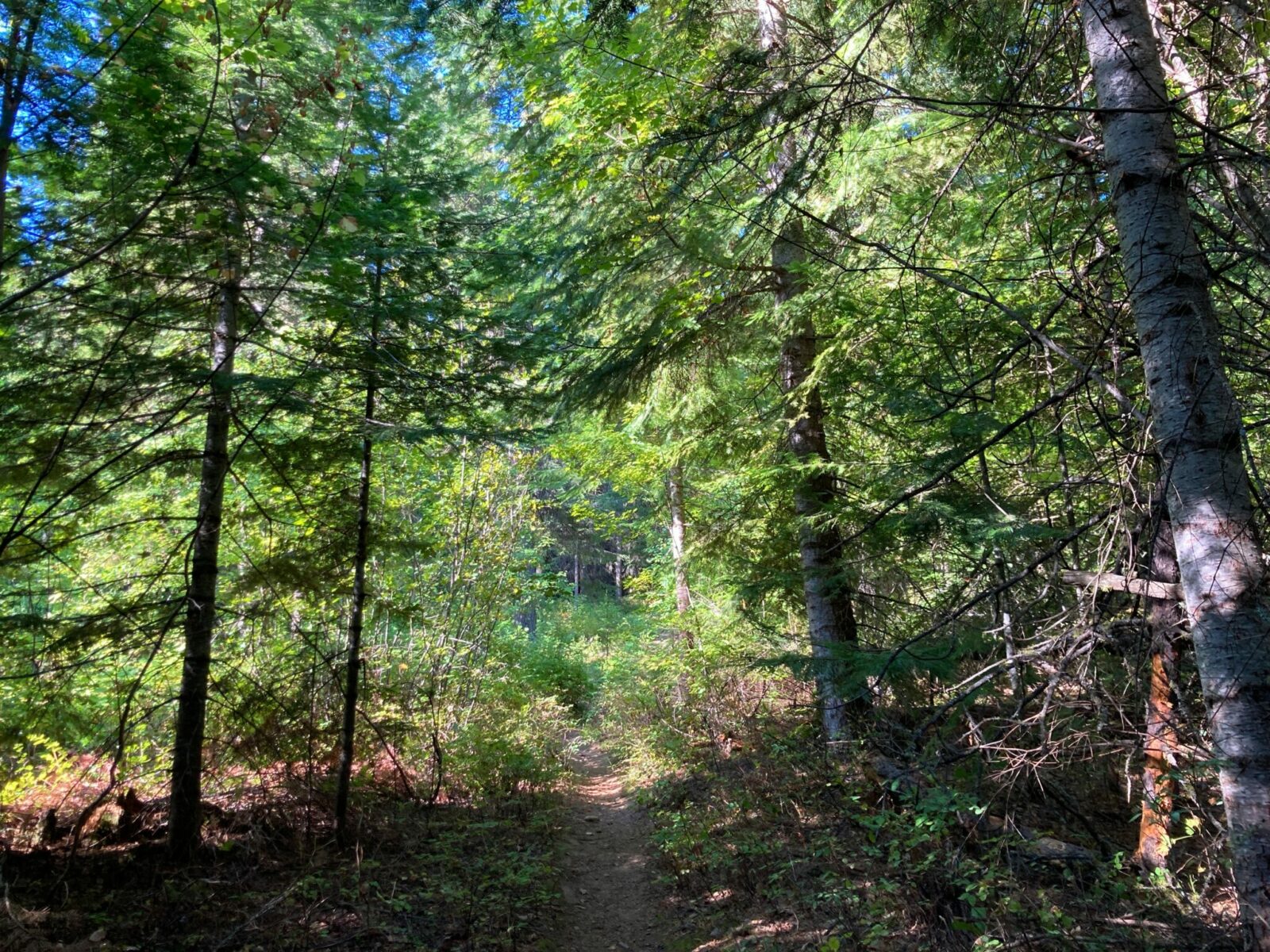 a dirt hiking trail through a dense forest on a sunny day