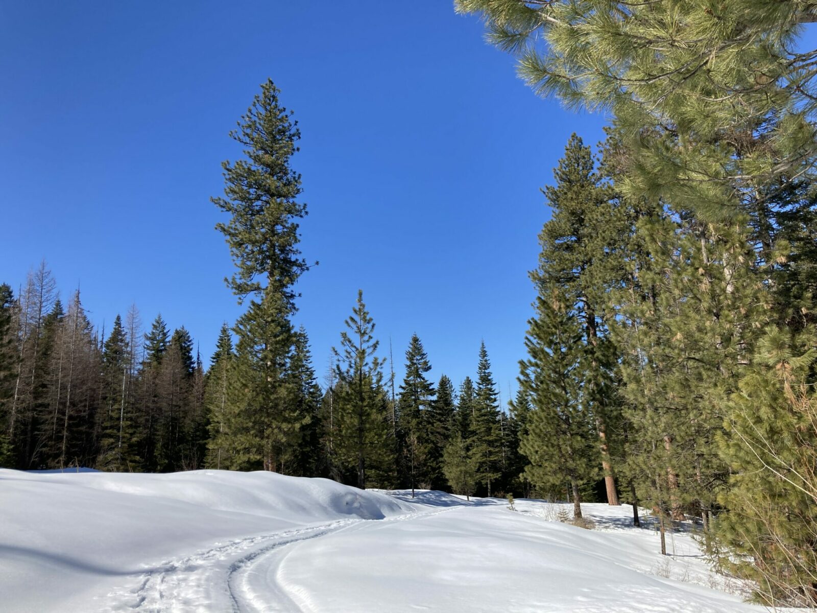 A snowmobile groomed track in the snow with snowshoe tracks next to it. The snow is surrounded by forest on a sunny day