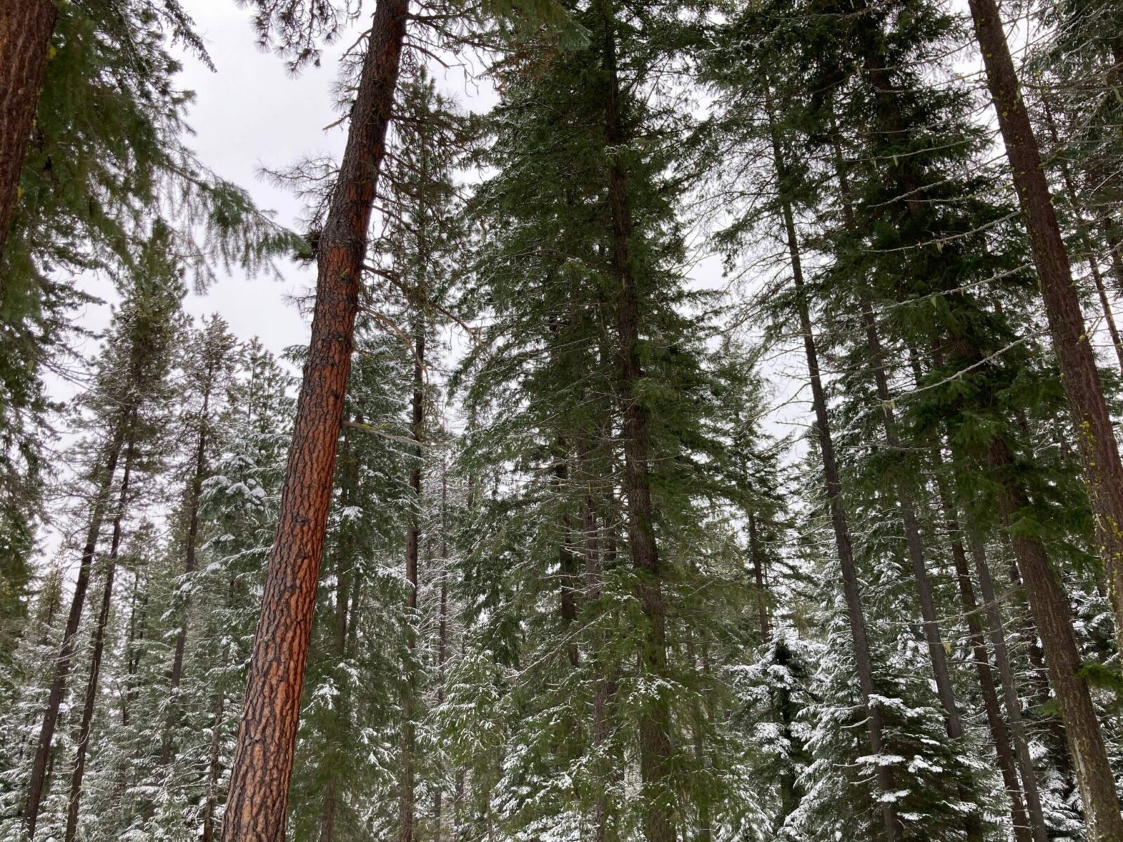 A snowy forest of evergreen trees