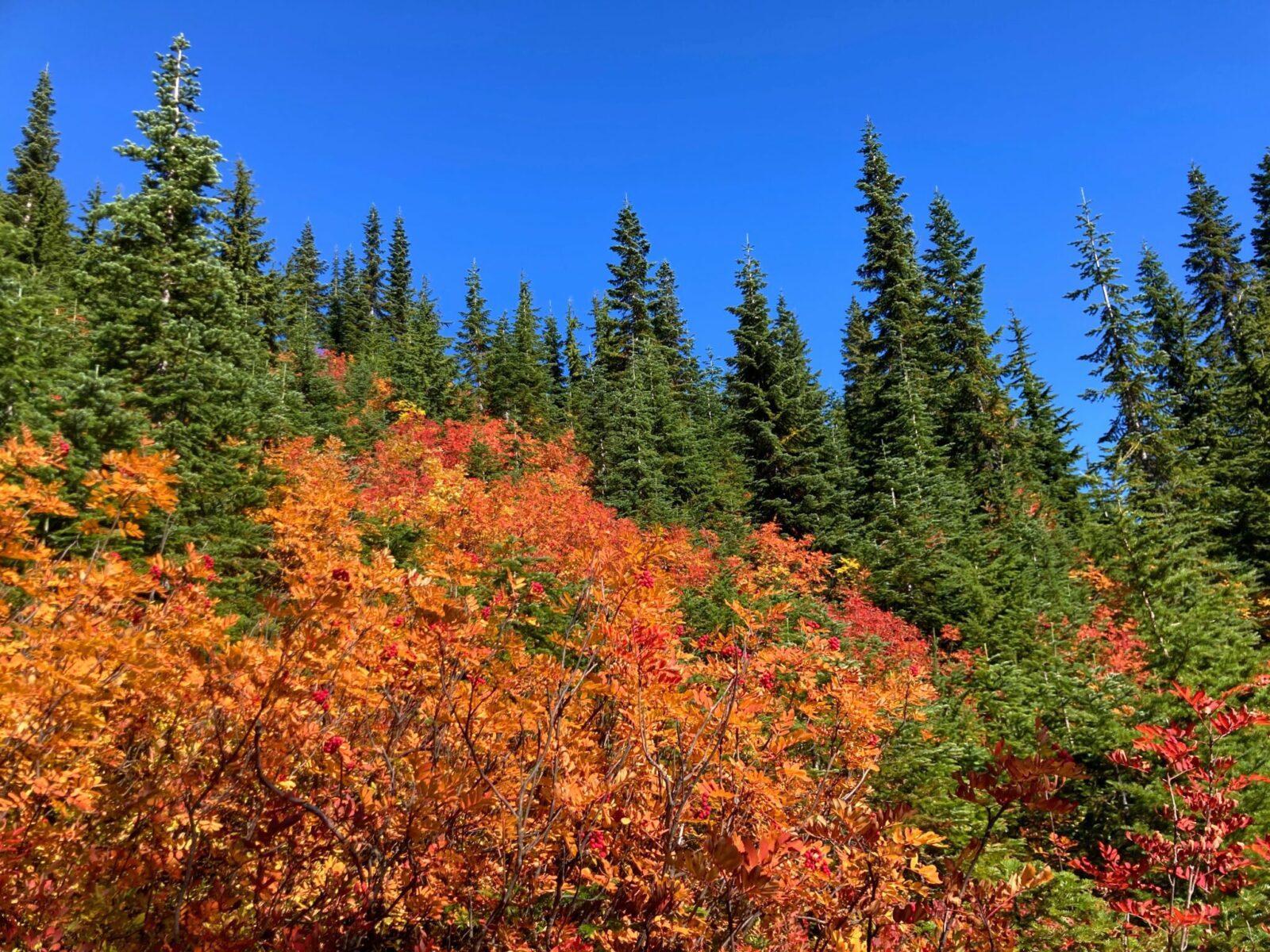 A forested hillside with evergreen trees and bright orange and red bushes in fall color