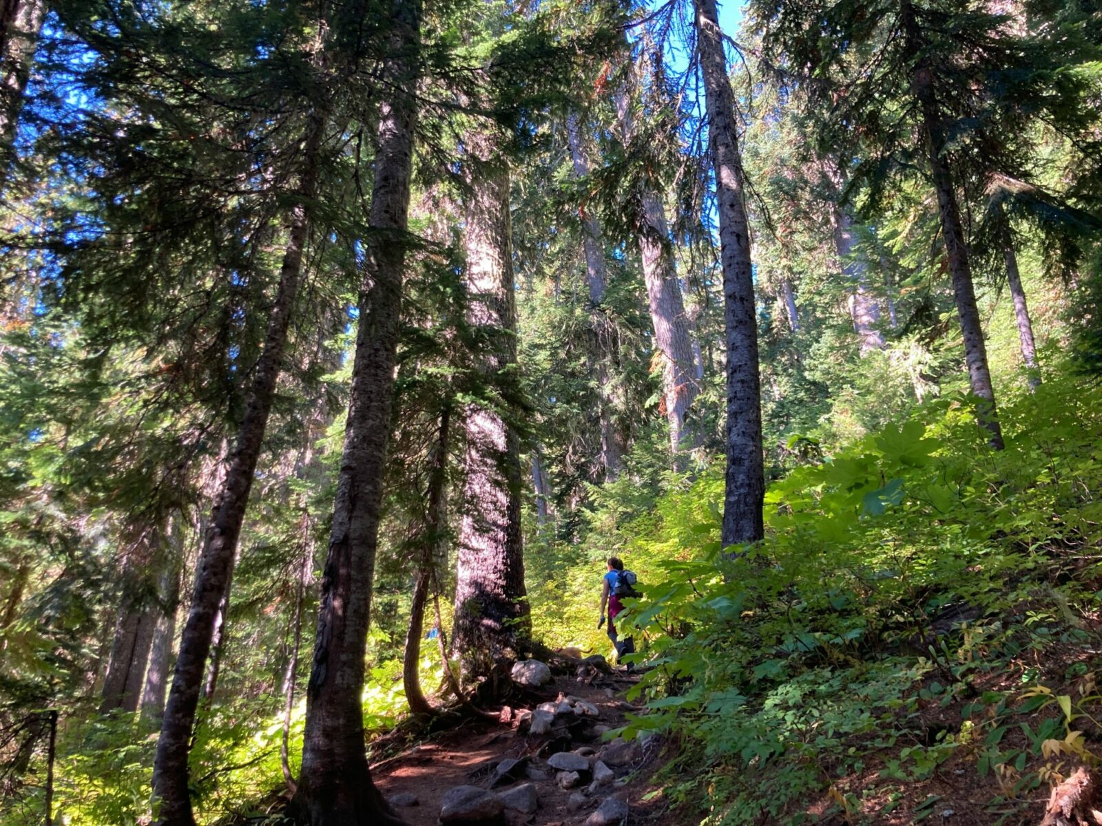 A dirt trail with some rocks in the forest on a sunny day. A hiker is walking ahead on the trail