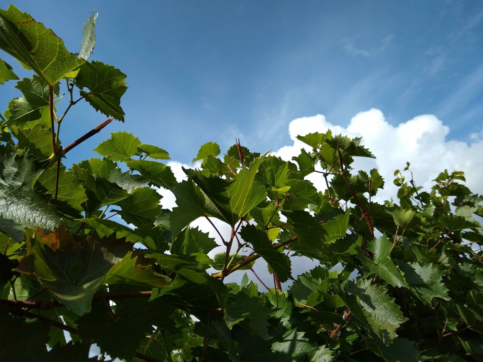 A close up of grape plants in a vineyard between Vancouver and Banff near Kamloops