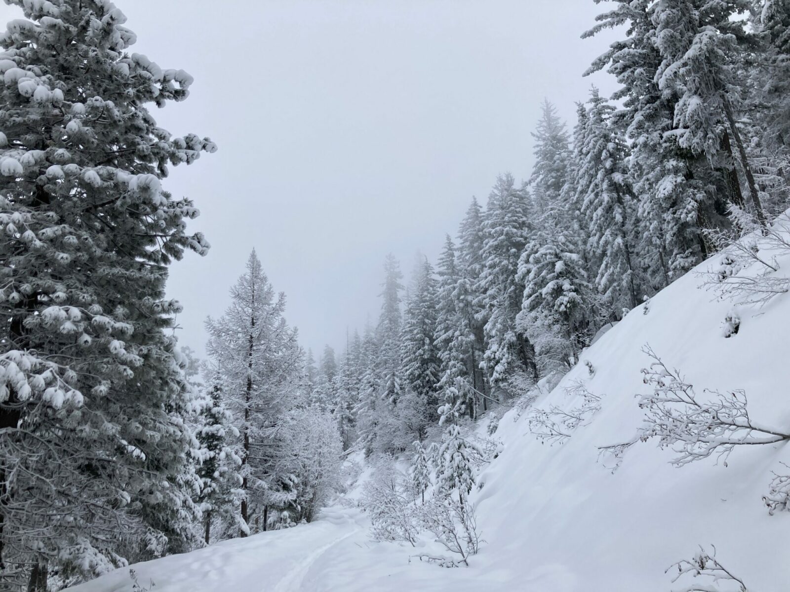 A closed forest service road covered in snow with snowshoe tracks. There is forest with snow covered trees next to the trail