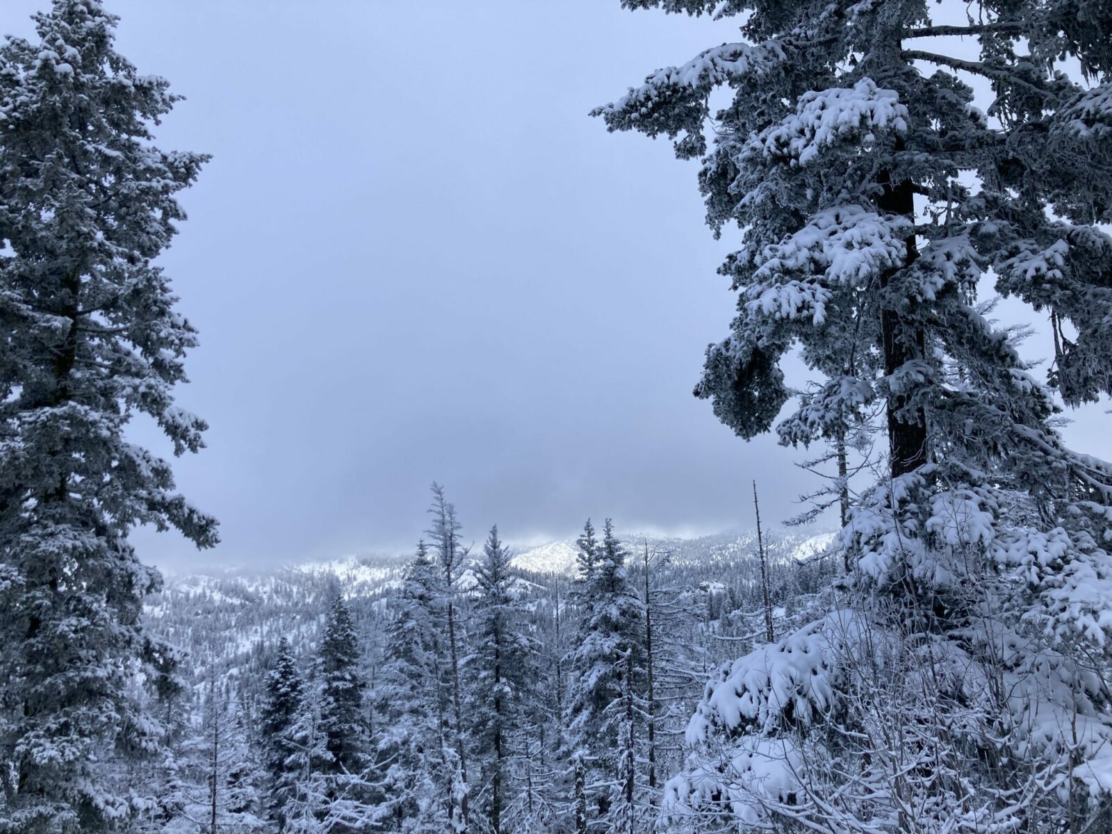 Fresh snow in the forest on Wenatchee crest. It's overcast but the mountains in the distance are trying to poke out from the clouds