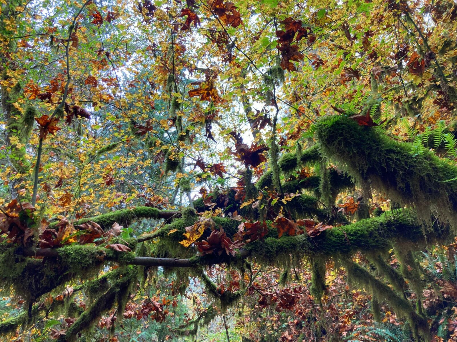 A branch in the forest covered in moss with orange and brown fall maple leaves on it in a forest on a cloudy day