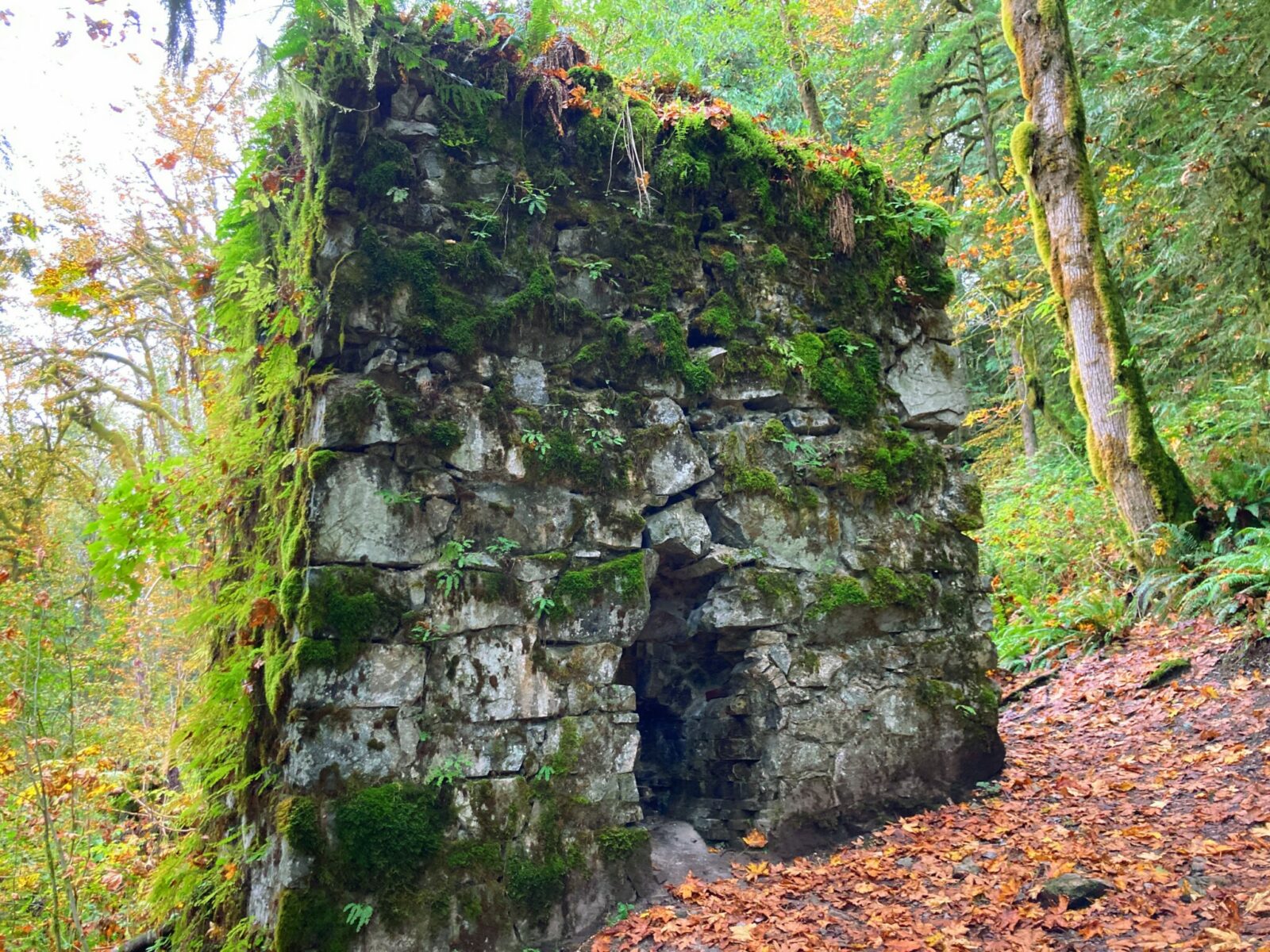 The lime kiln next to the lime kiln trail. It's a stone structure with moss and ferns on it and an open hole where the fire was built. it is in a forest and has fall leaves on the forest floor