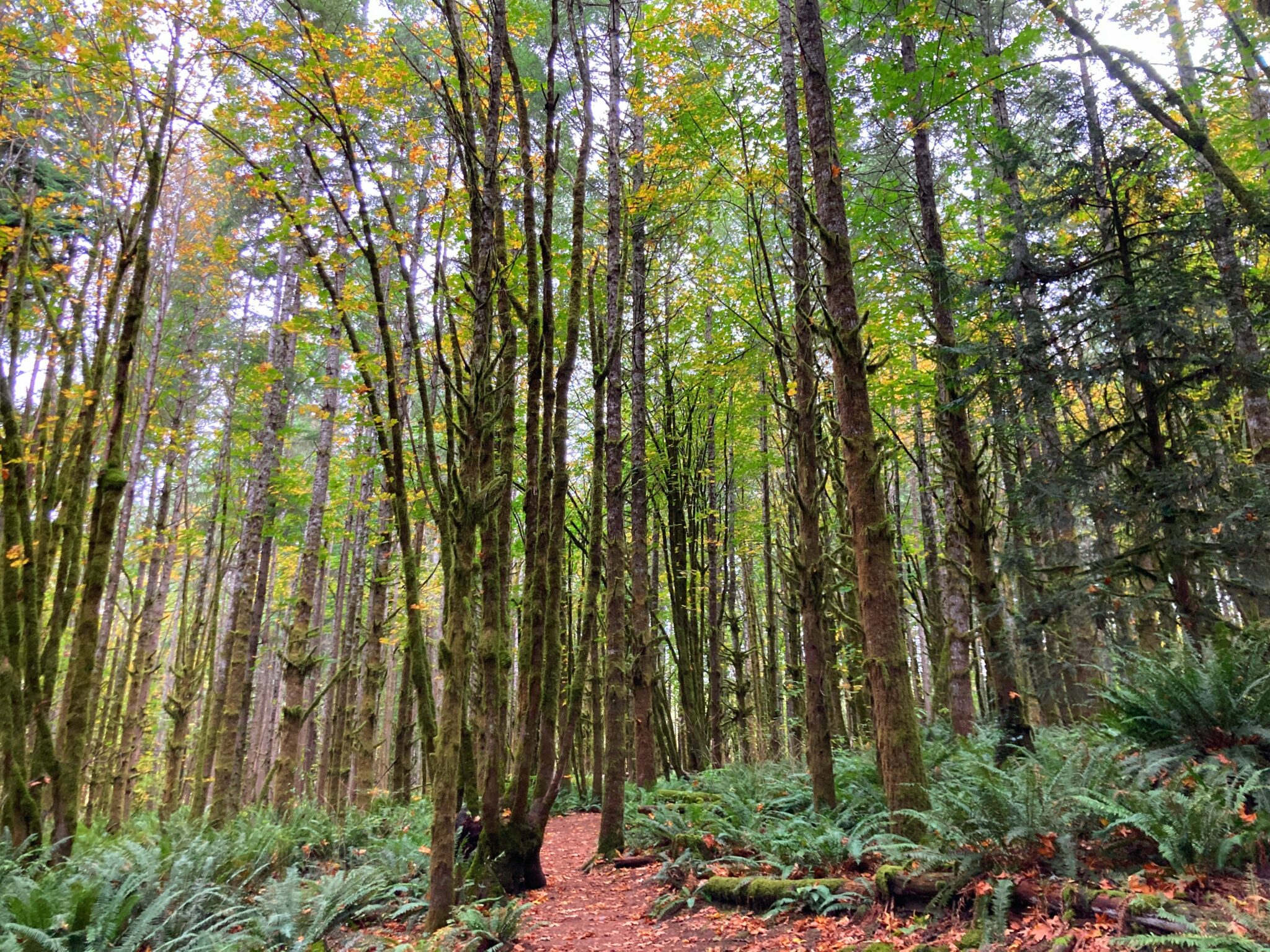 Lime Kiln Trail hike in Granite Falls Ordinary Adventures