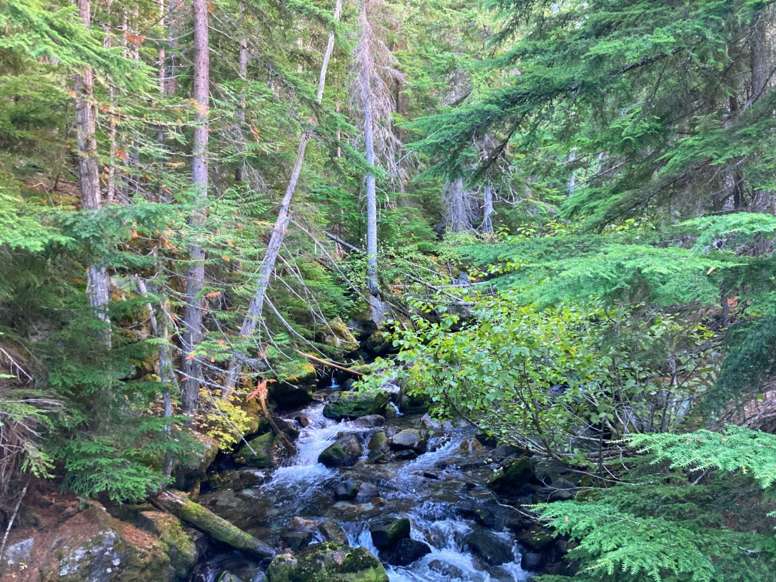 a creek tumbling over rocks in an evergreen tree forest