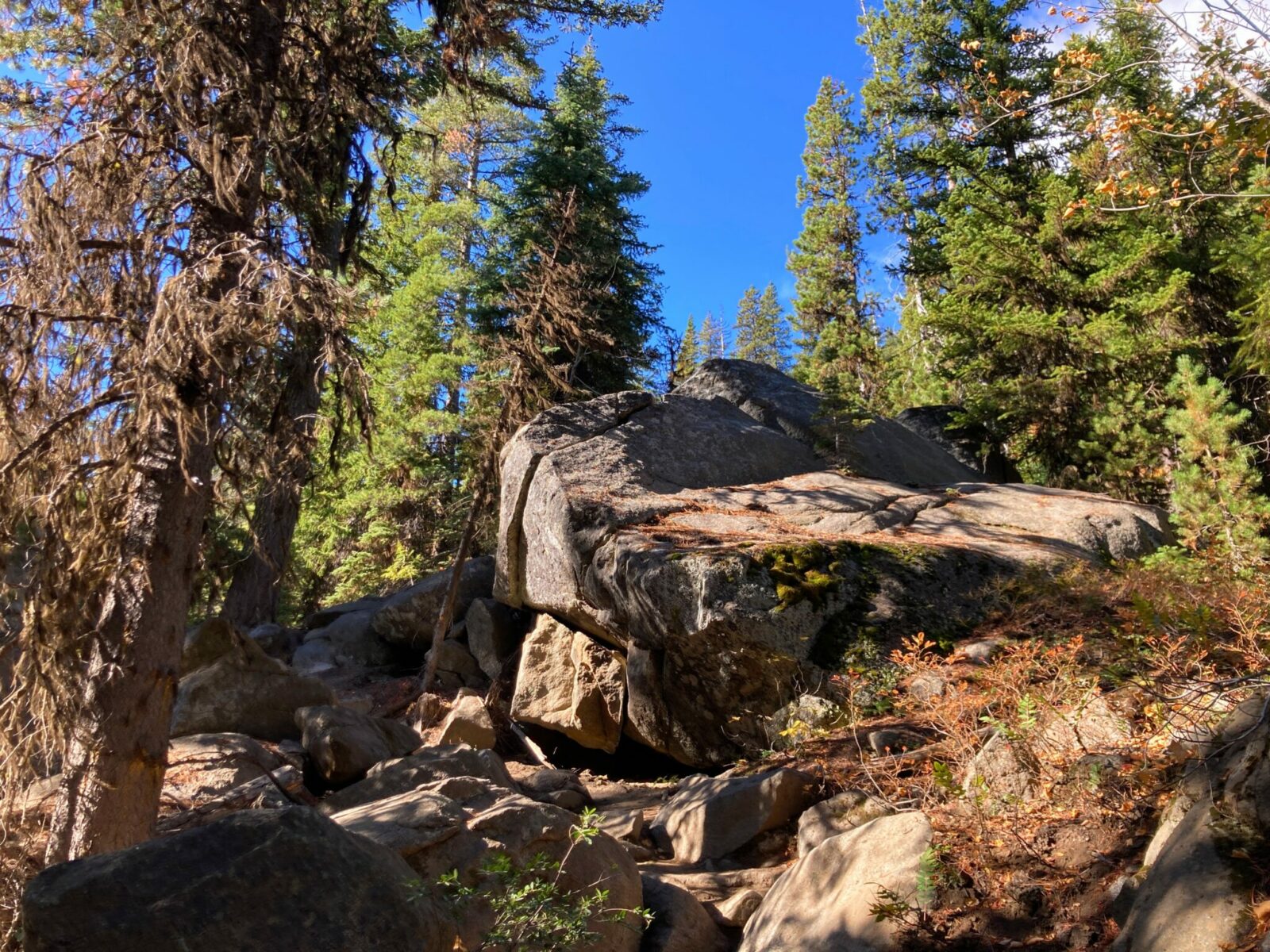 Boulders in a forest on a sunny day