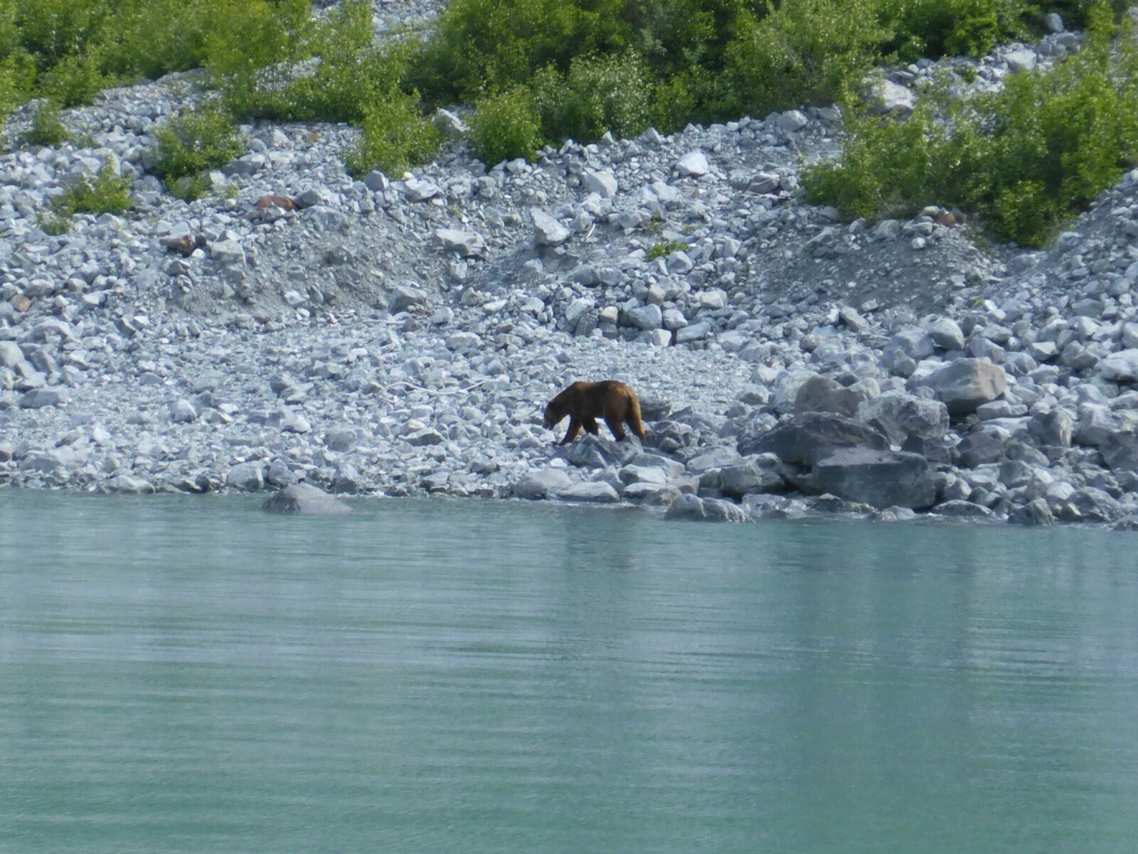 A brown bear looking for food along a rocky beach in Glacier Bay national park. The water is milky from glacier run off and there are a few green bushes near the gray rocks.