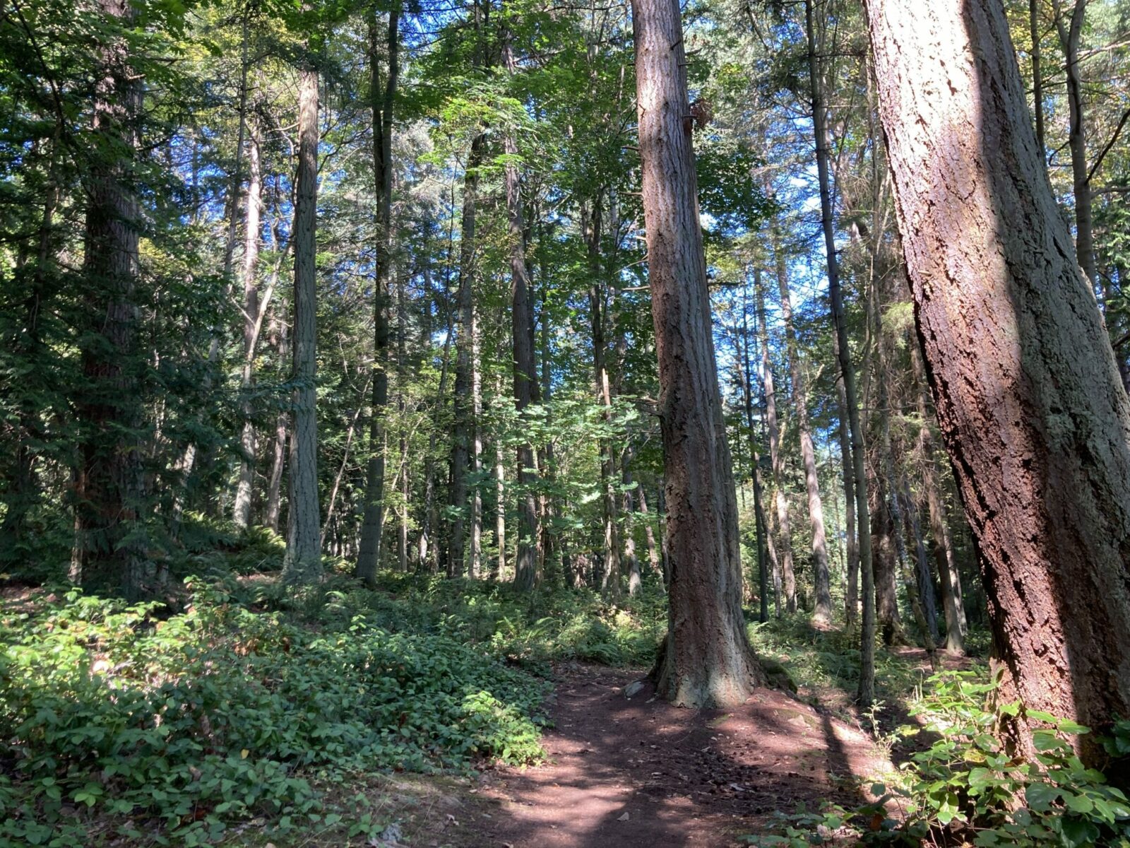 A dirt trail in a evergreen forest with lots of undergrowth on a sunny day. It's sunny but the trail is shaded by the trail forest canopy.