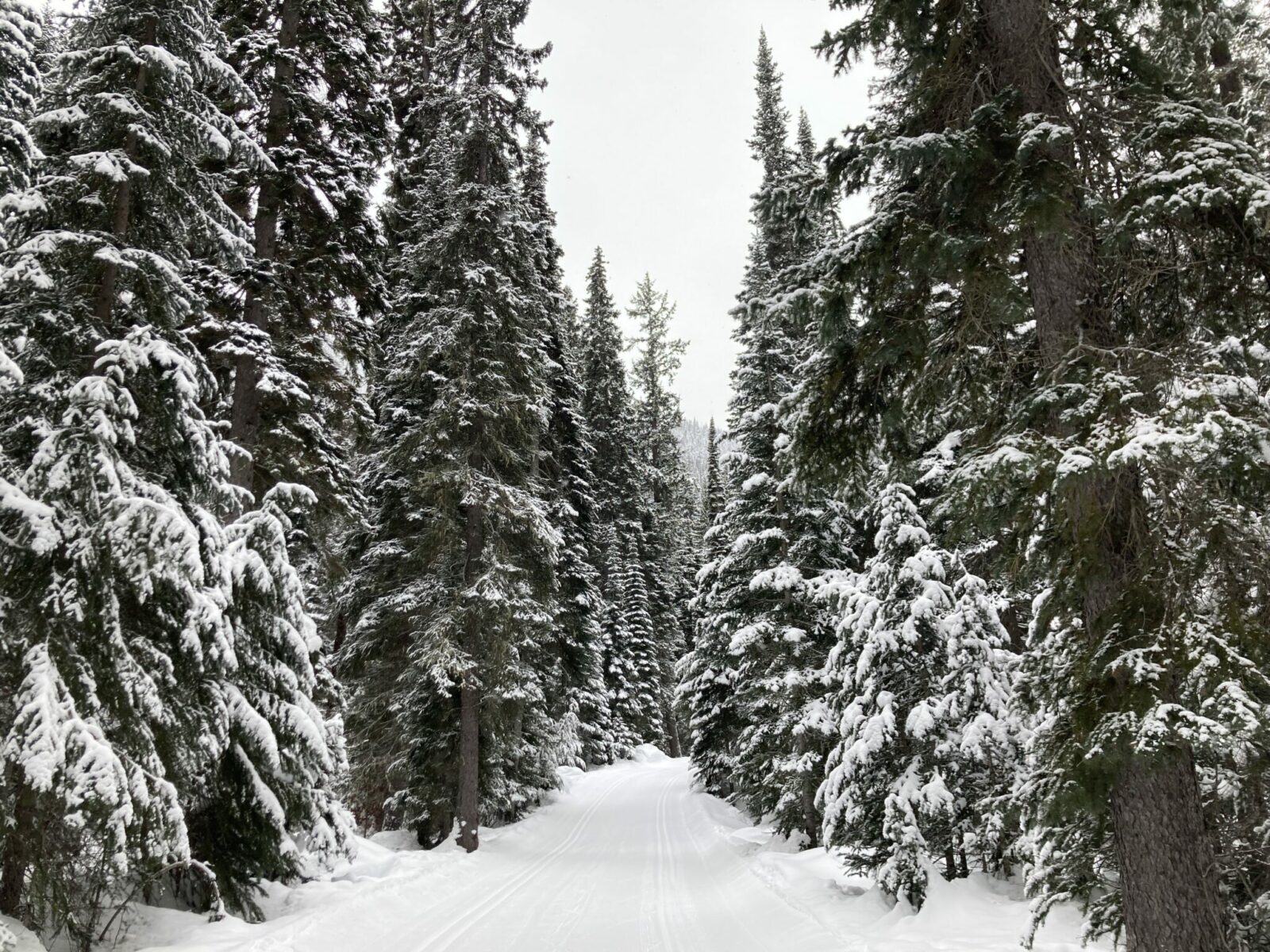 A cross country ski trail with two sets of tracks and a skating lane in Manning Park. The ski trail goes through a snowy evergreen forest