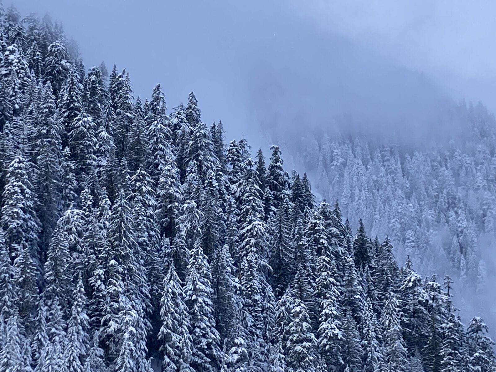 winter in manning park with fresh snow covering evergreen trees and fog surrounding the forest