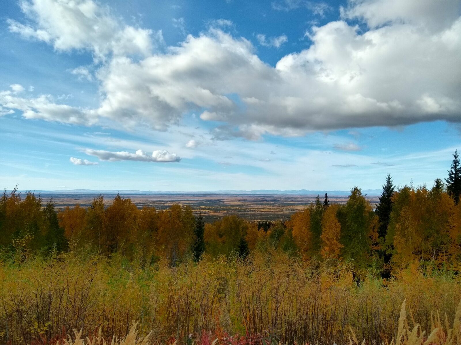 grasses, brush and trees are gold with fall color on a sunny day with distant views to far away mountains from the Parks Highway on a fall road trip from Anchorage to Fairbanks