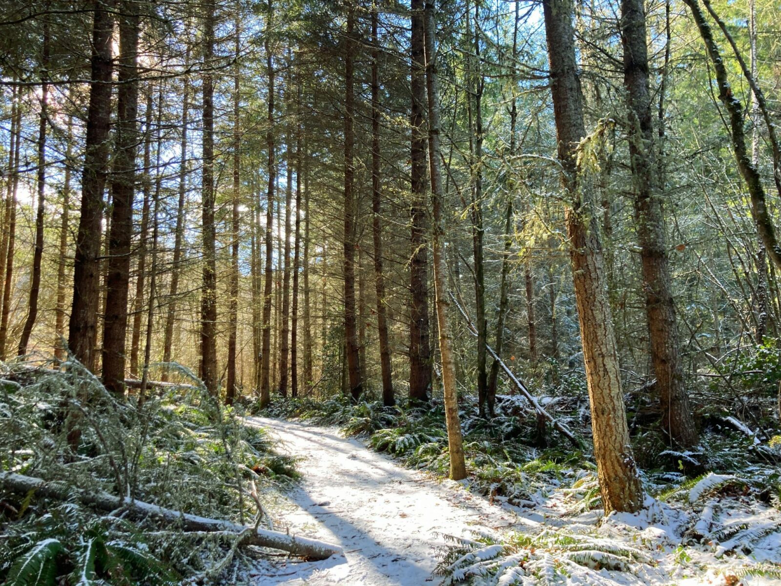 The Little Mashel Falls trail winding through the forest on a sunny winter day. There is a dusting of snow on the trail and on the ferns.