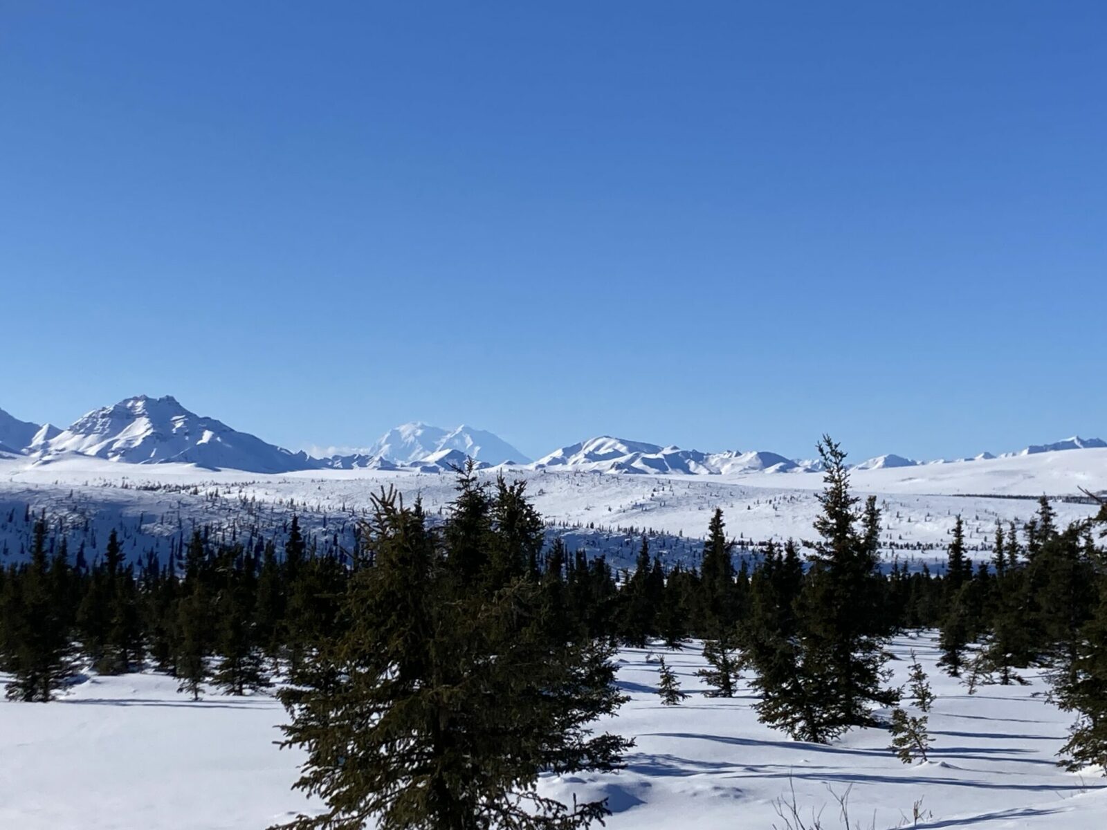 Denali in the distance with closer mountains in the foreground and a forest of small trees under a blanket of deep snow on a sunny day in Denali National Park in winter