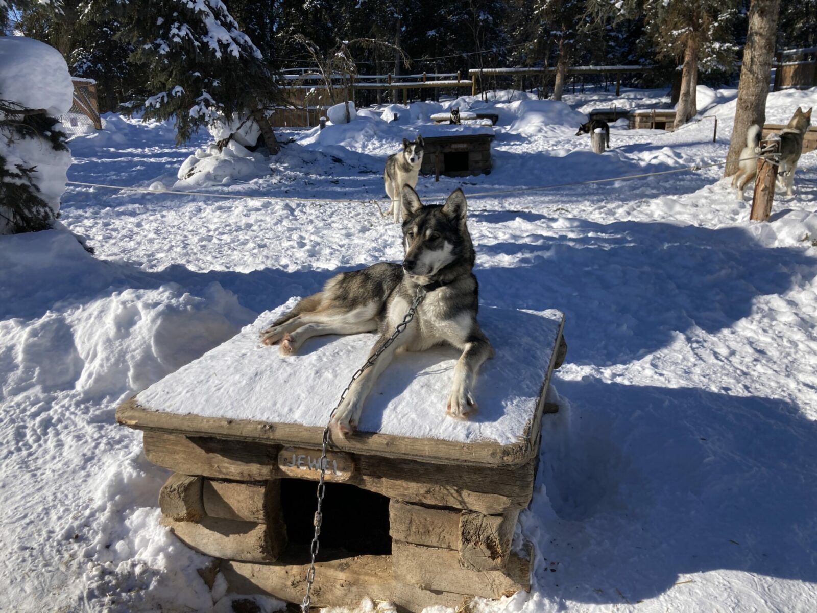 A black and white husky on top of a wooden dog house in a dog yard with several other dog houses on a sunny winter day