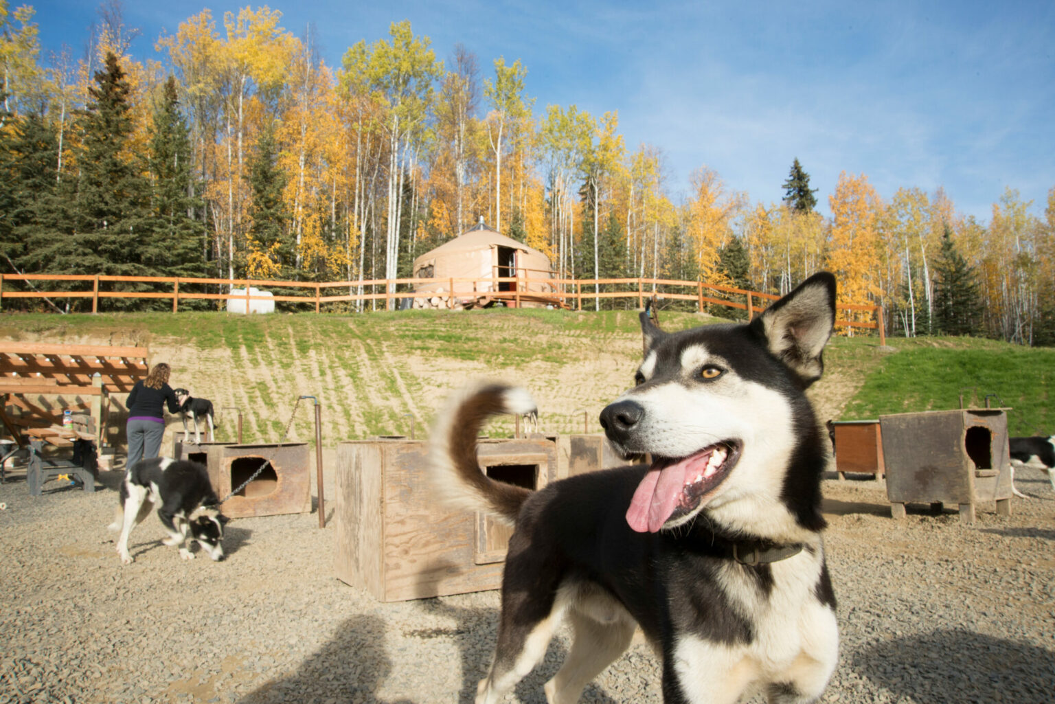 Why March is the Best Time to Visit Fairbanks Alaska Ordinary Adventures