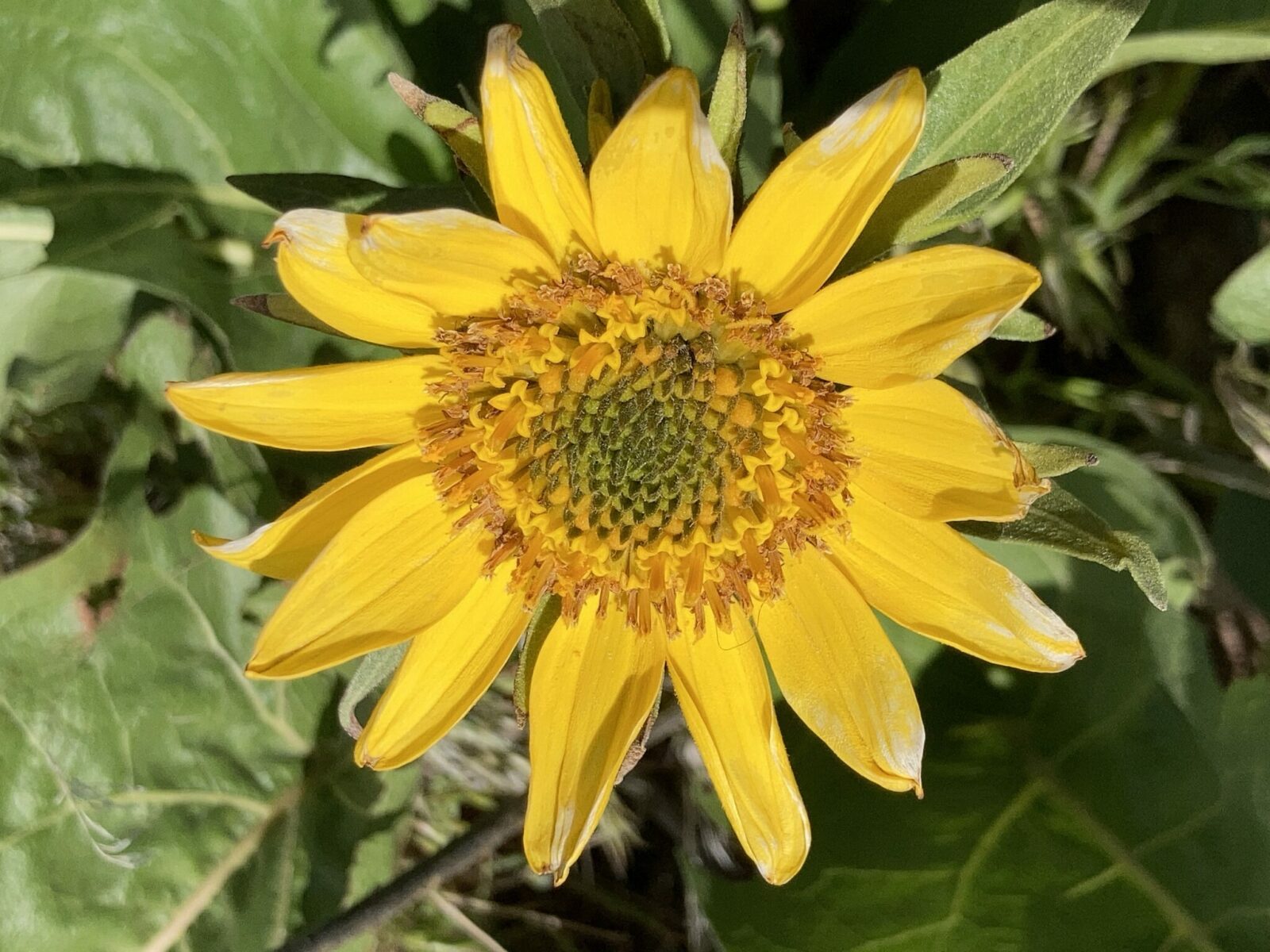 A close up of a bright yellow wildflower on a hike near Tri-Cities Washington