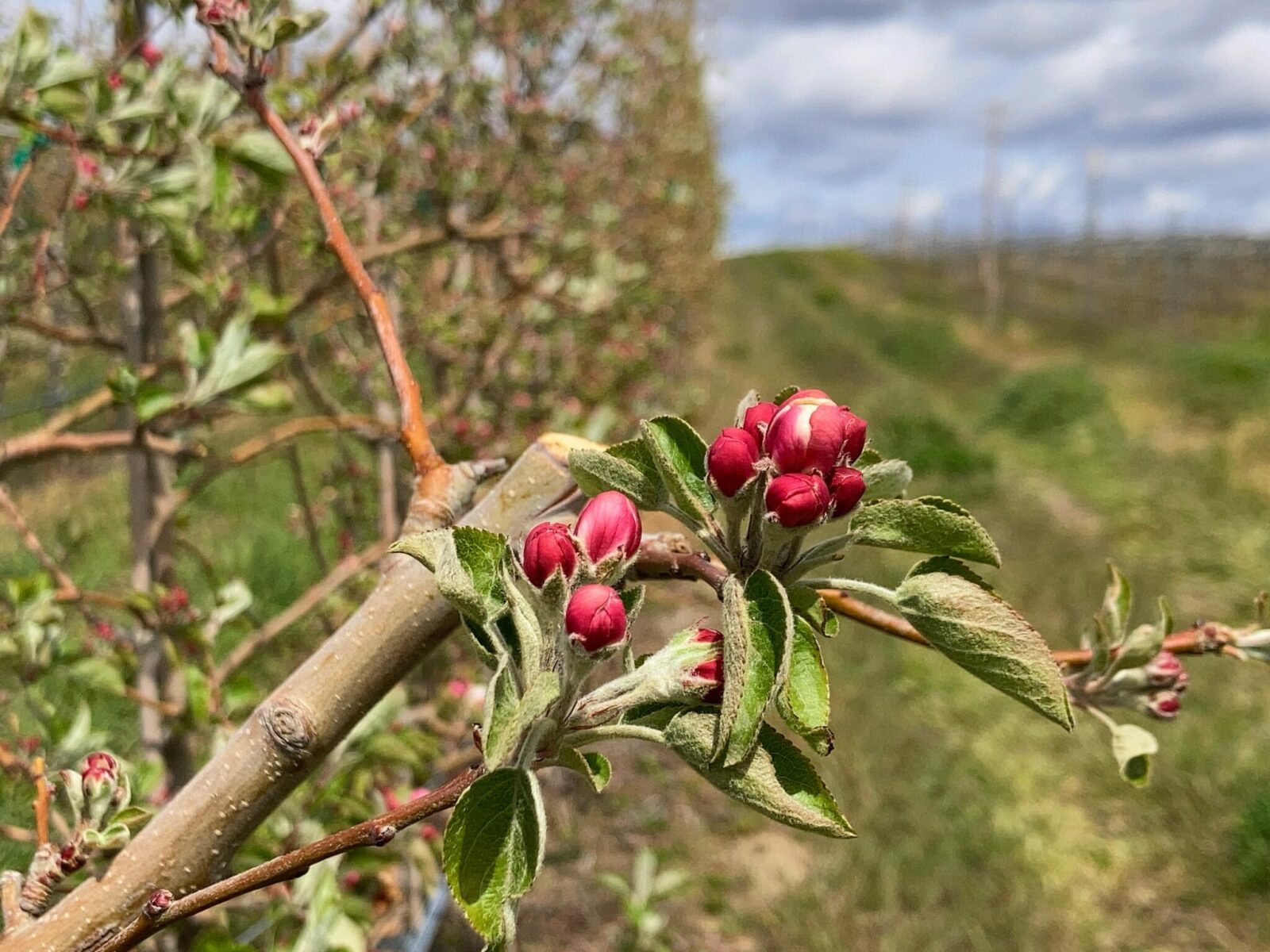 A close up of the tip of a grape plant in a vineyard with bright pink buds just opening