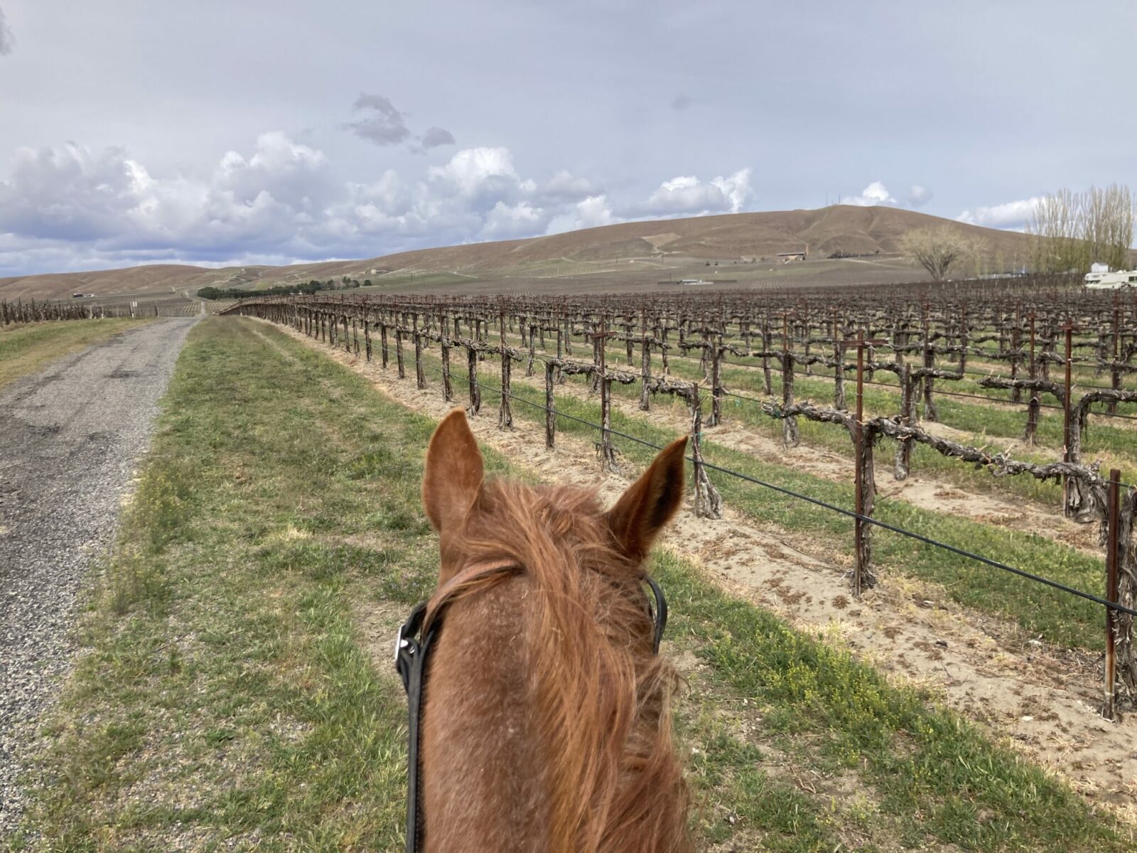 The head of a horse from the perspective of the person riding the horse. The horse is walking through a vineyard with a hill in the background