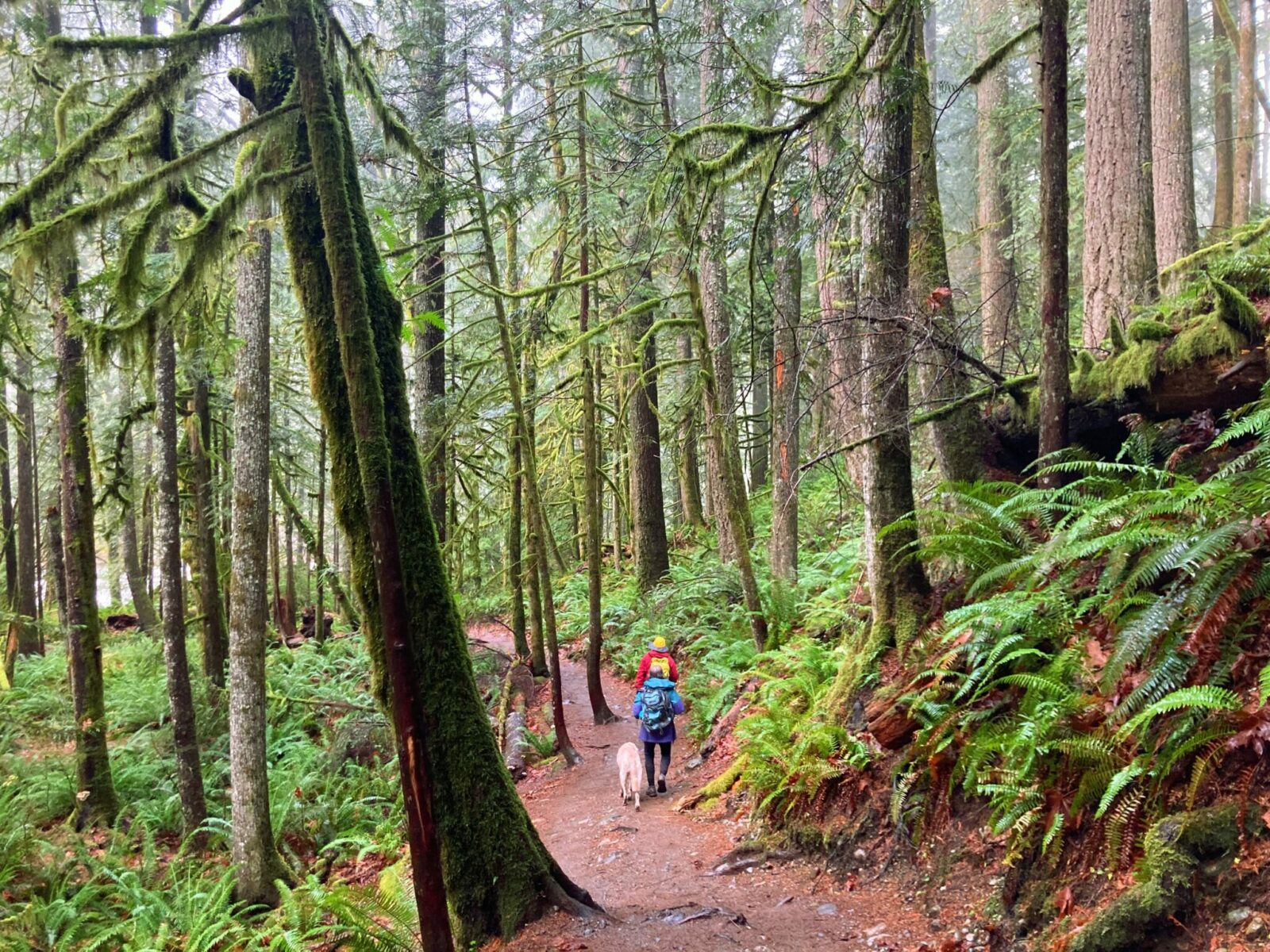 Two people and a dog hiking in the rain. They are on a dirt trail in an evergreen forest with lots of moss and ferns and are wearing bright colored rain jackets.