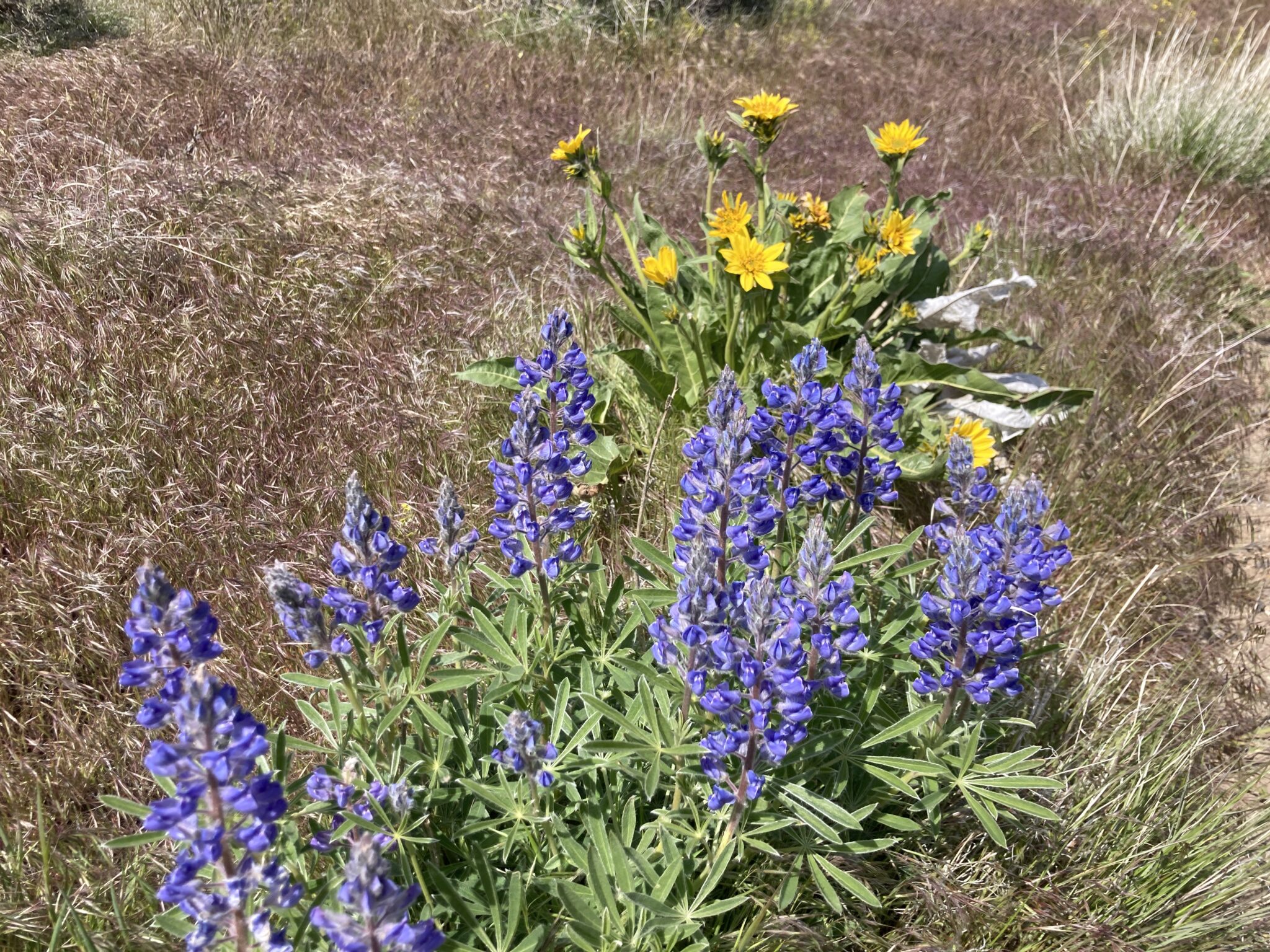 Badger Mountain Skyline Loop hike in TriCities Ordinary Adventures