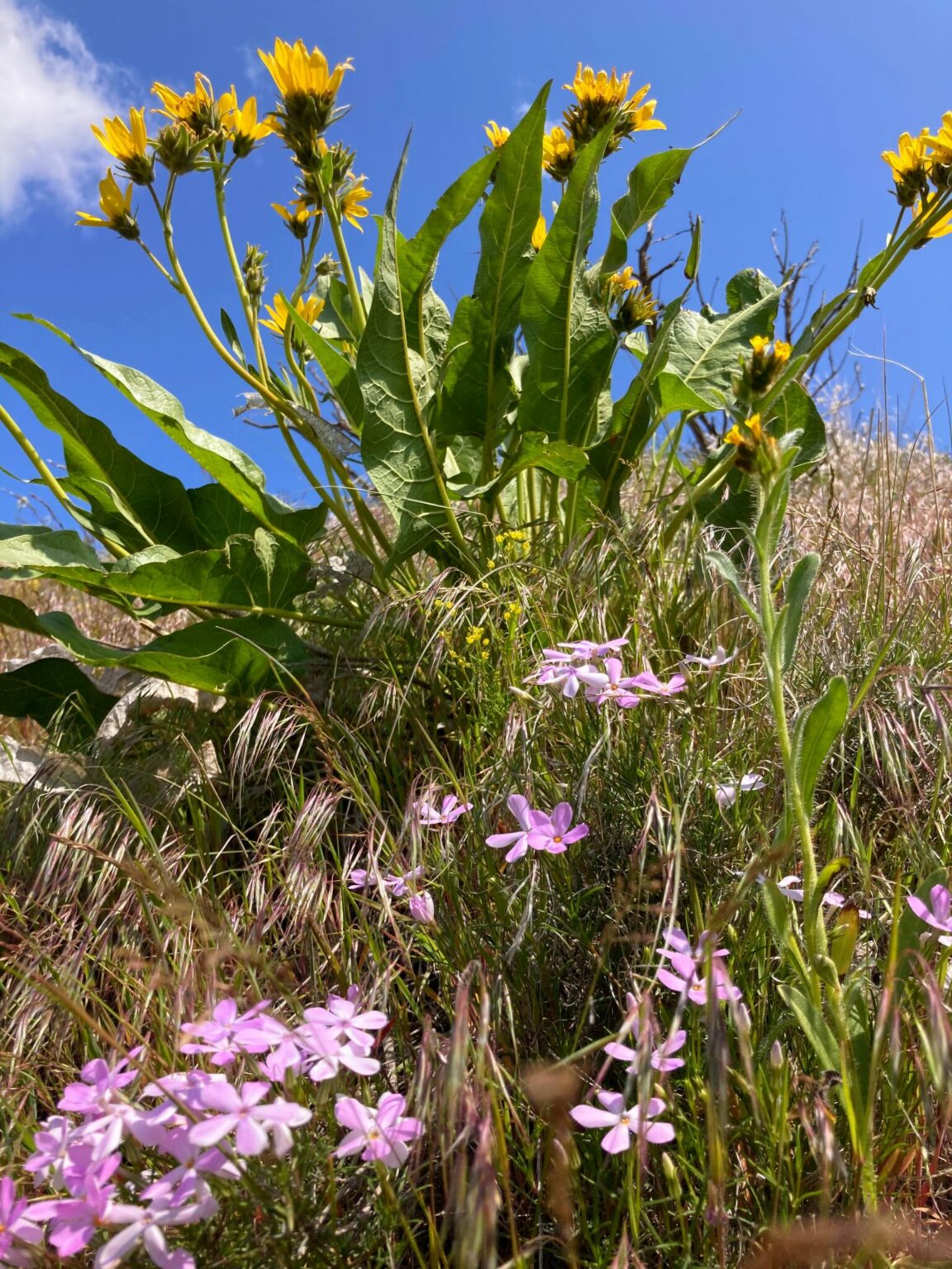Badger Mountain Skyline Loop hike in TriCities Ordinary Adventures