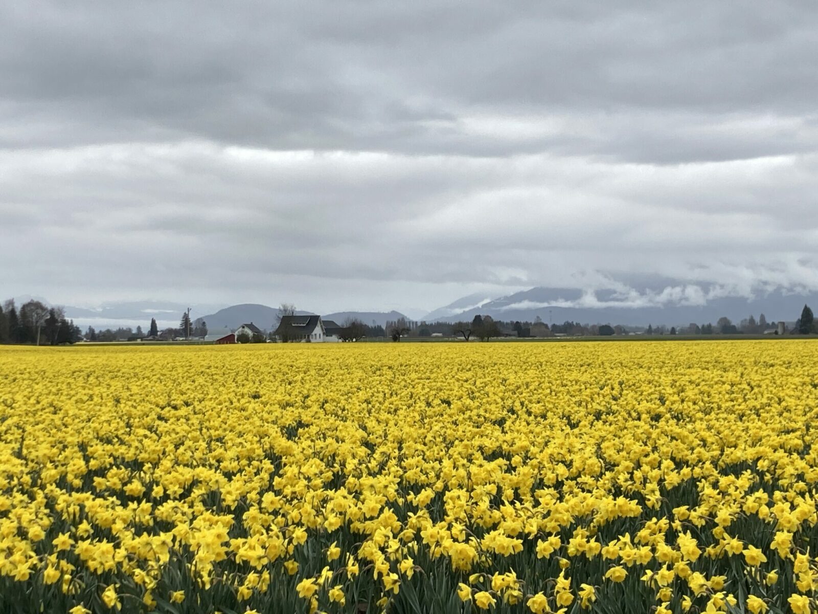 A field of yellow daffodils with forested hills and trees in the distance on an overcast day