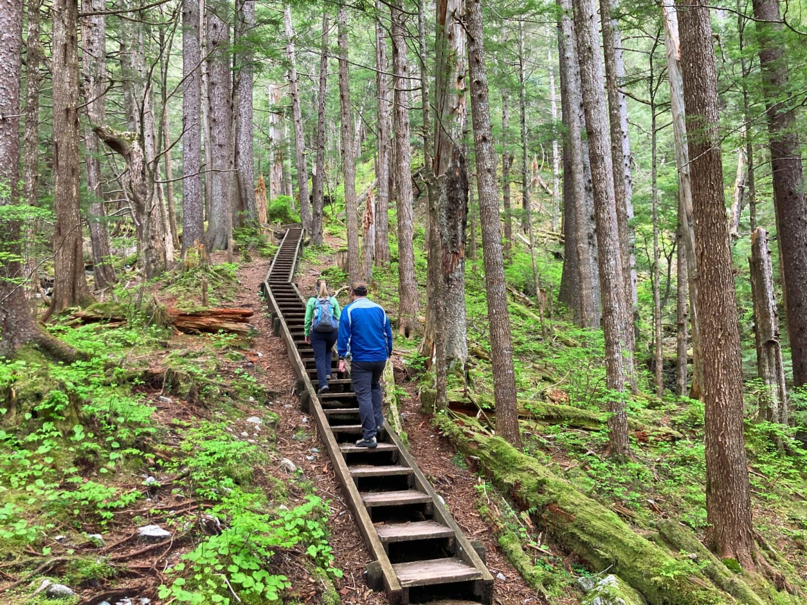 Two hikers climb wooden stairs in a forest 