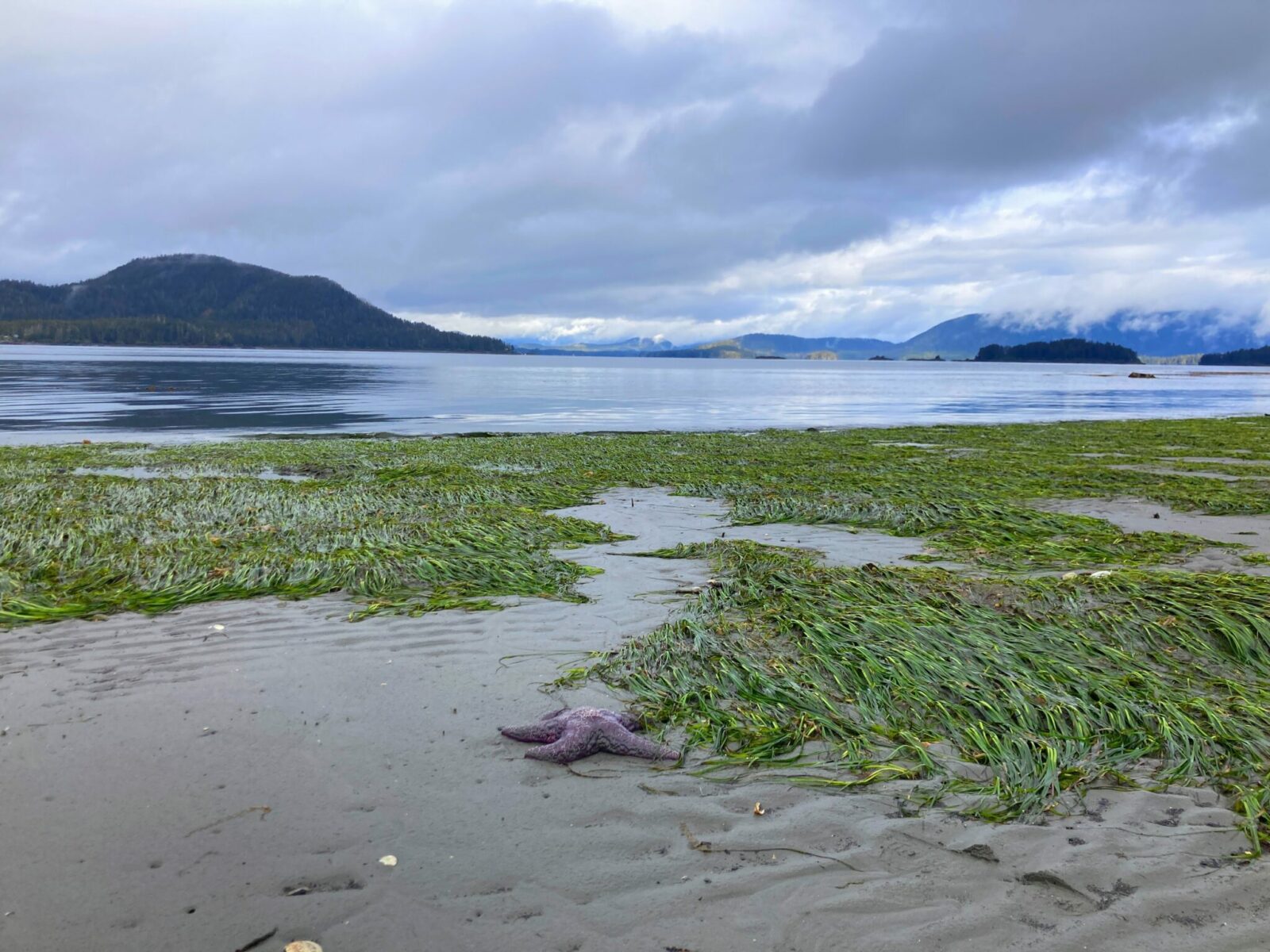 A purple sea star in the foreground in gray sand on a beach in Sitka, Alaska. The sea star is surrounded by eel grass and in the distance there are forested hillsides on a cloudy day.