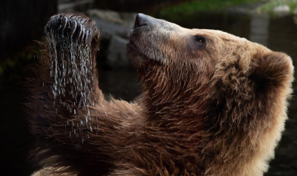 A close up of a brown bear from the side holding it's paws in front of its face