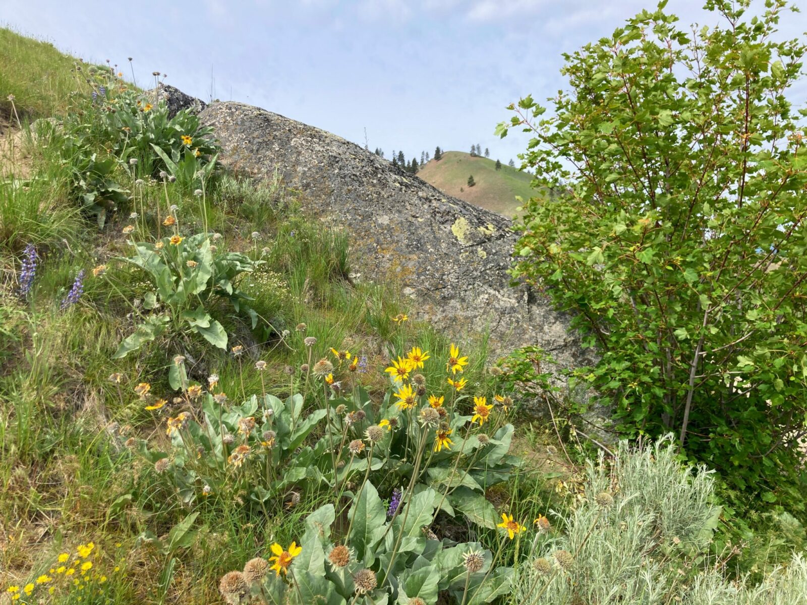 A large rock on the side of hill with a few trees. There are green bushes and yellow and purple wildflowers around the rock