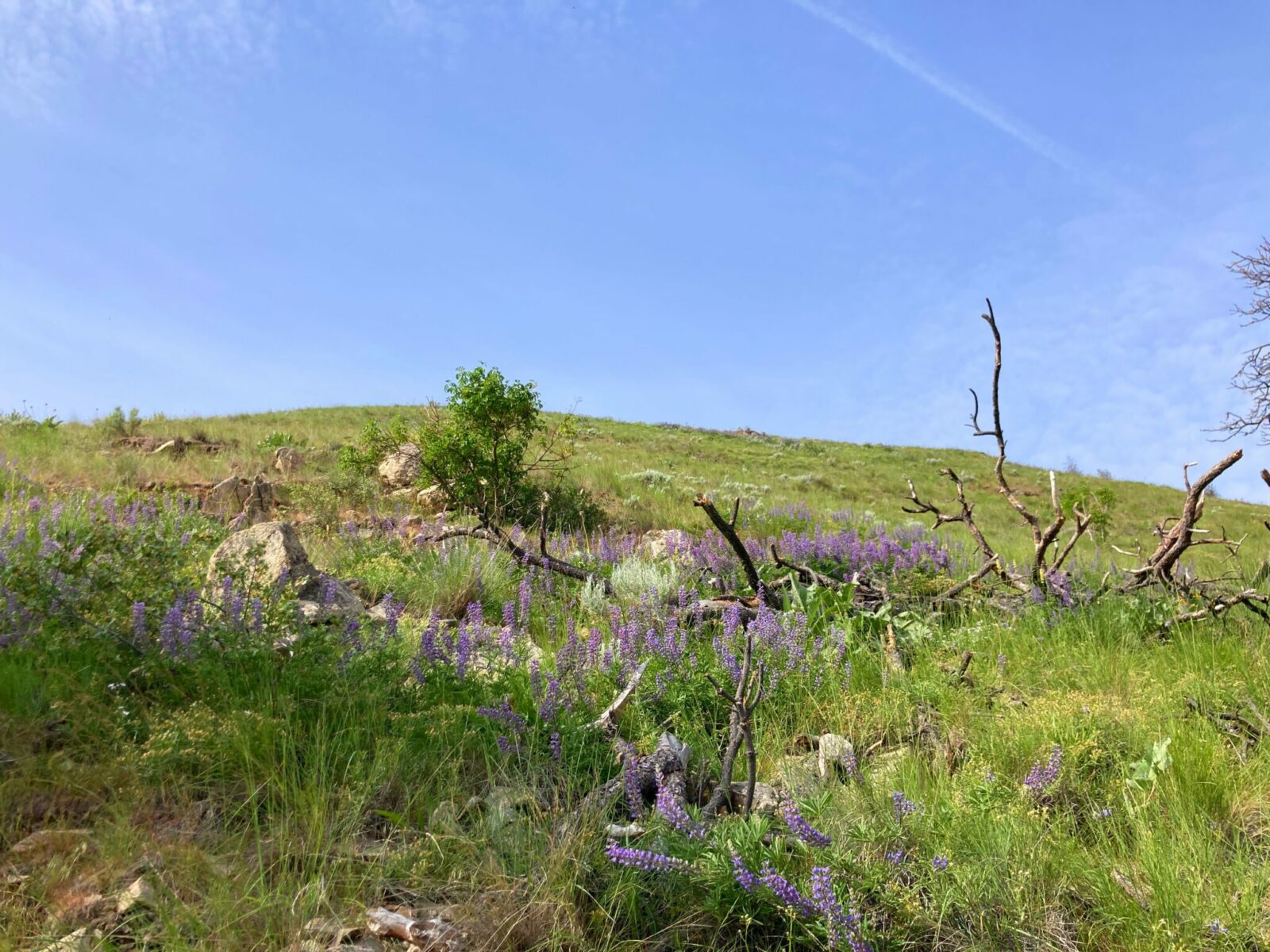 A hillside with green grass and a few purple wildflowers