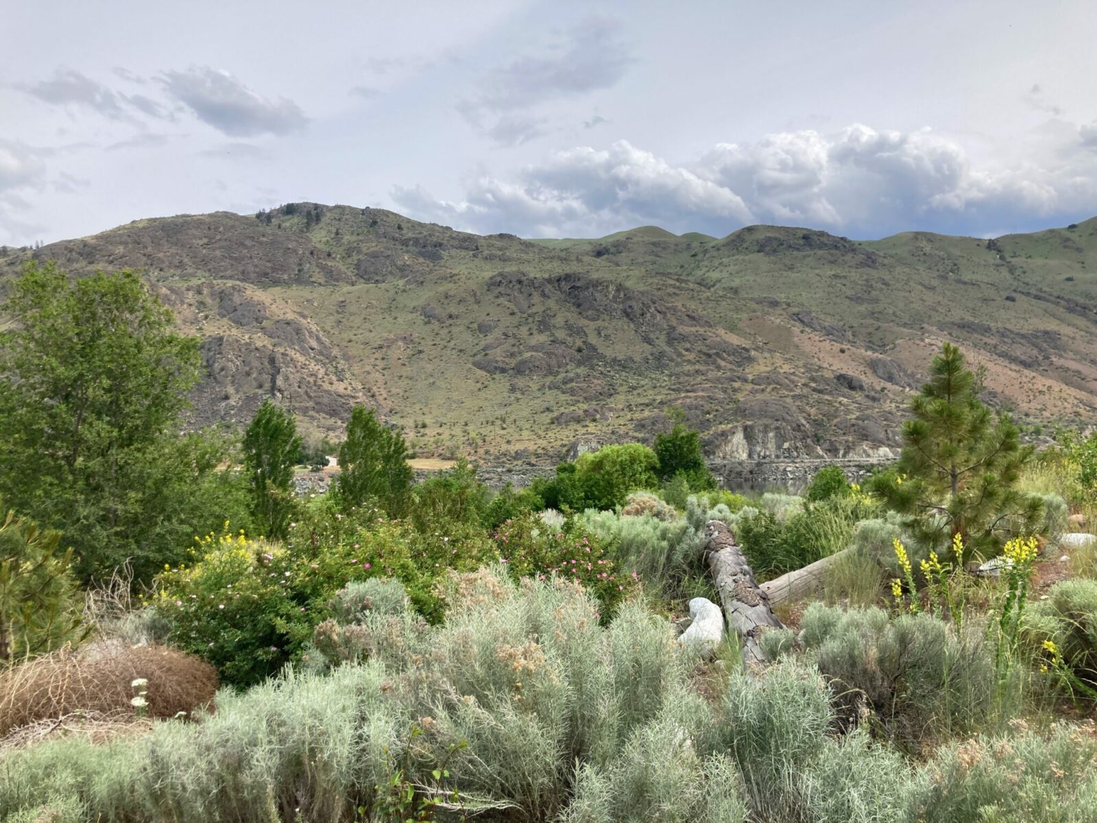 Beebe Springs Natural Area, one of the hikes near Lake Chelan. There are lush green plants near the river and dry hills in the background