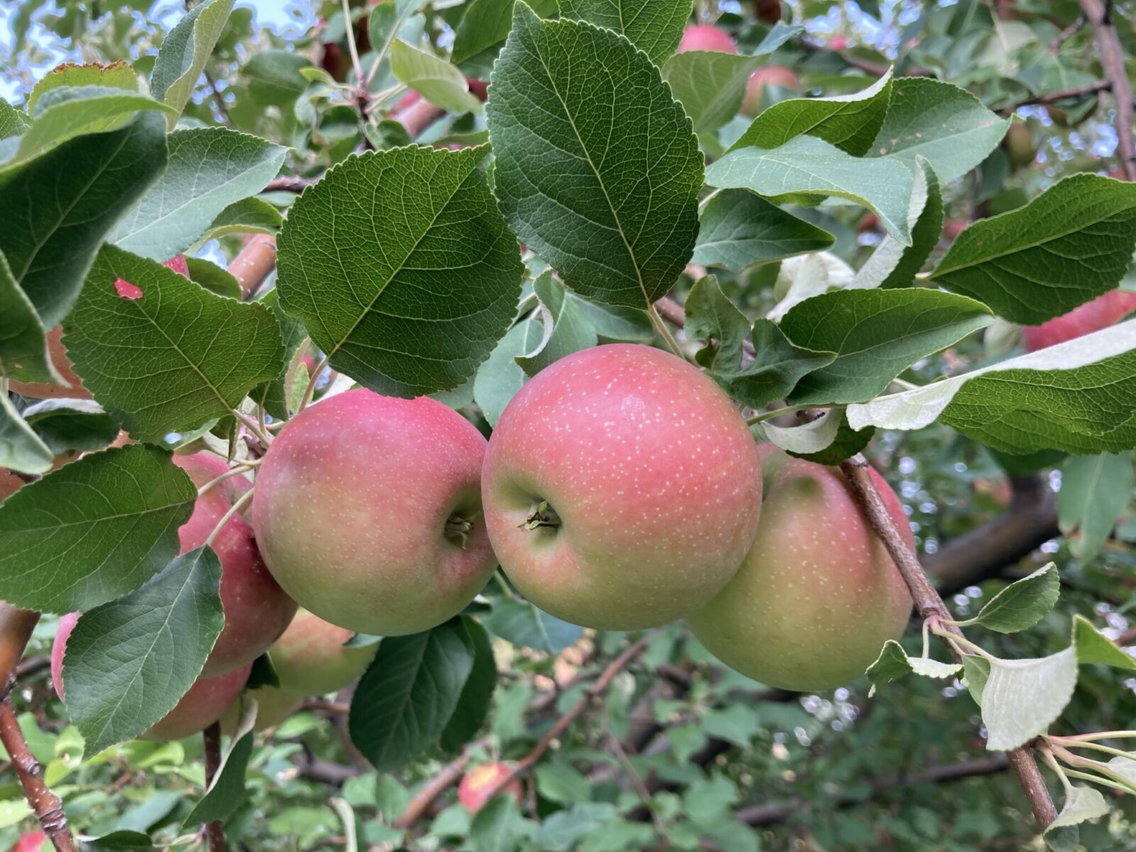 a clump of three ripe apples that are red an yellow growing on an apple tree