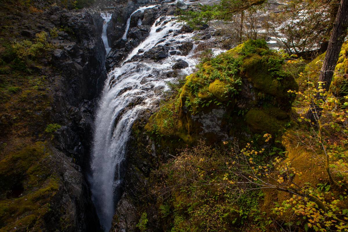 The top of a waterfall as it cascades over a rock face in the forest with moss and ferns